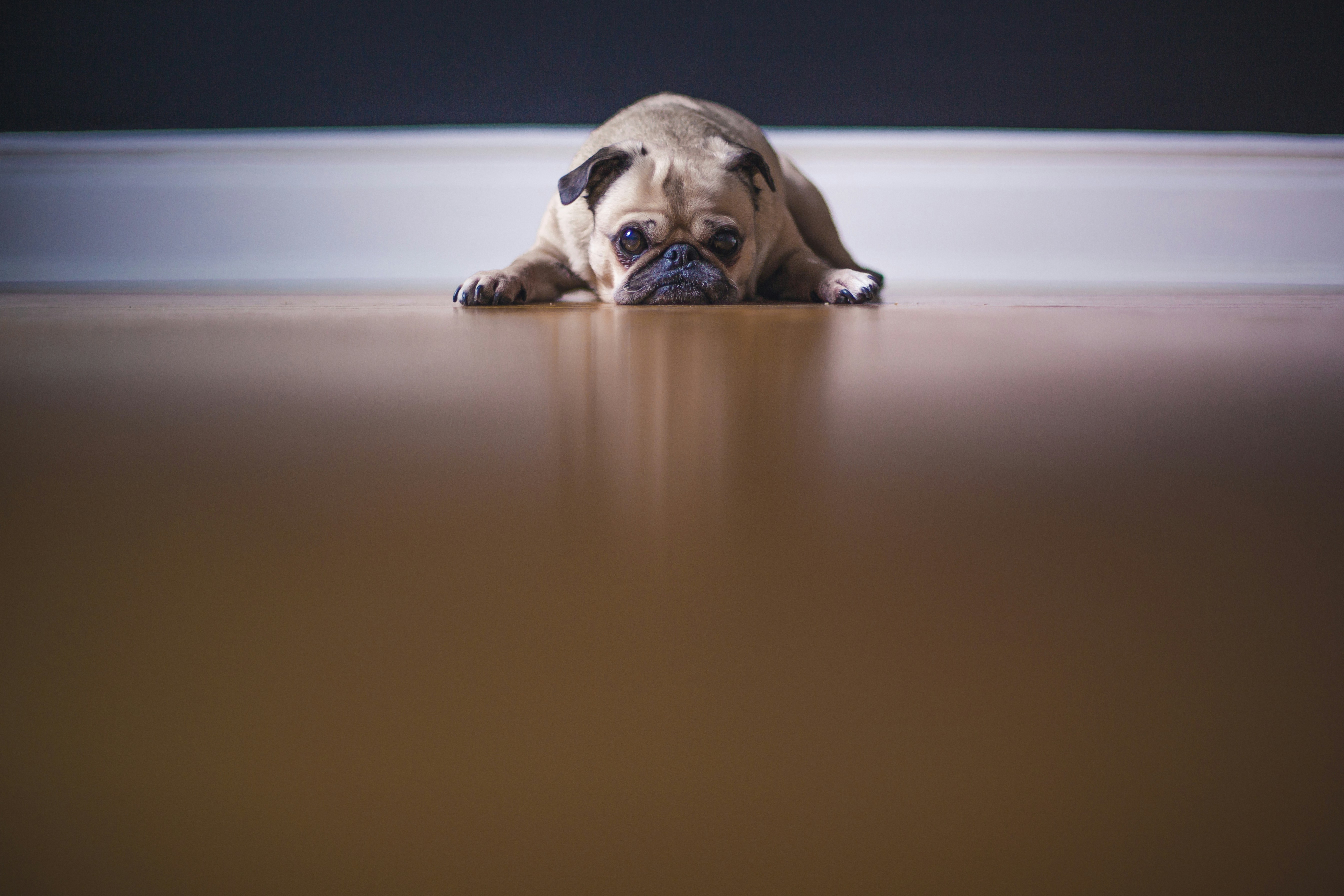 Pug Lying on Indoor Wooden Floor — 4K Wallpapers