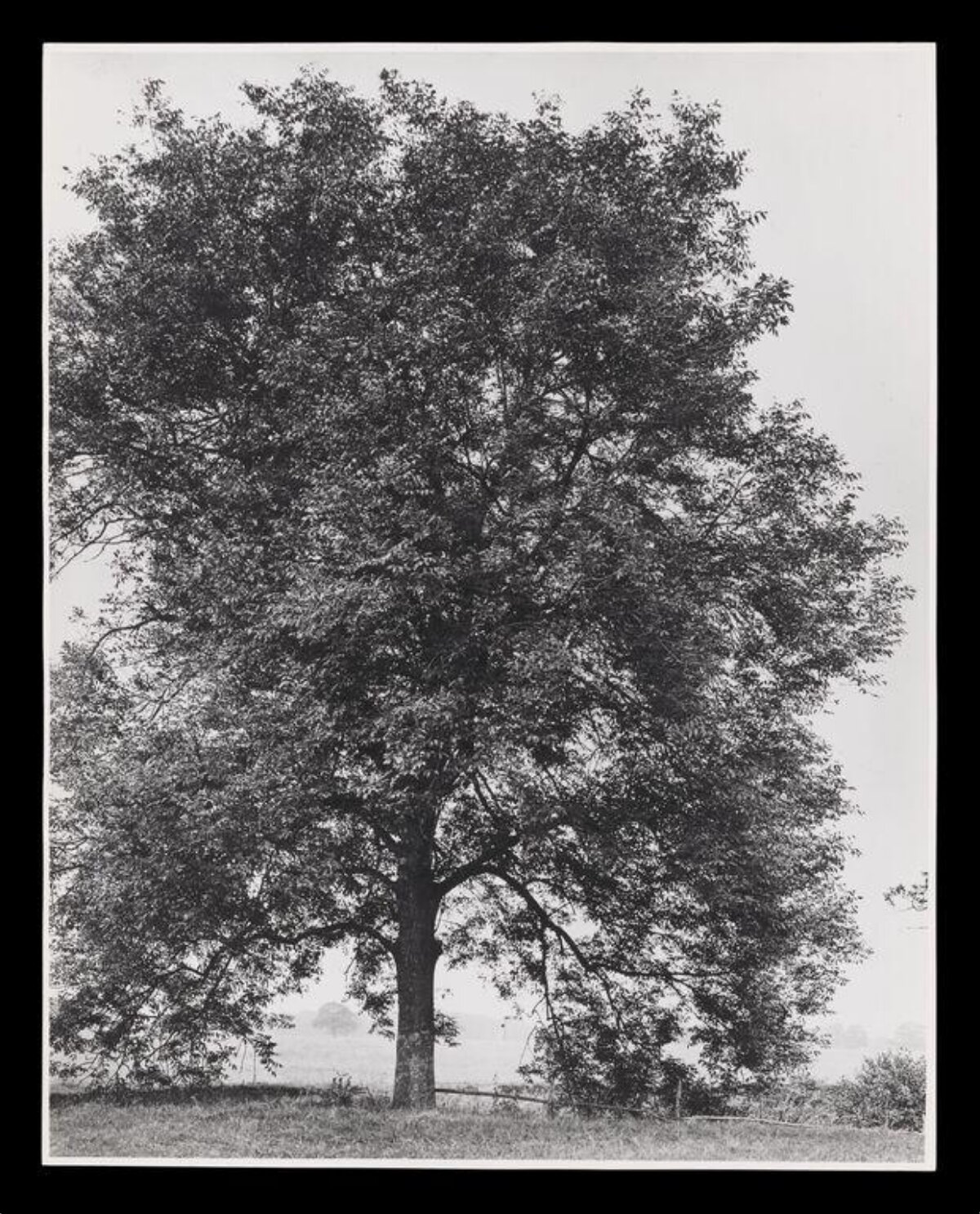 Large Solitary Tree in Open Field
