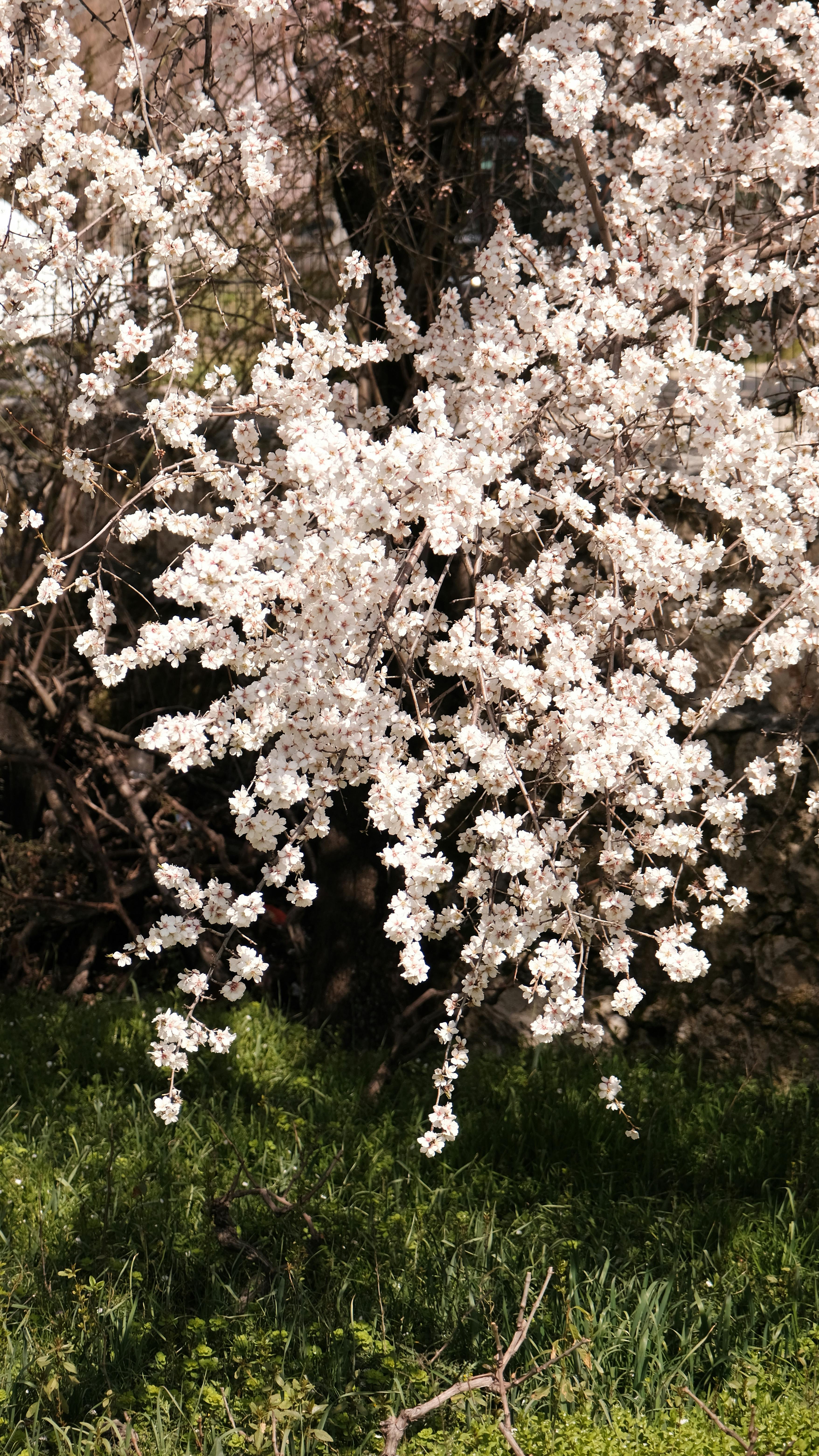 Spring Blooming White Cherry Blossoms