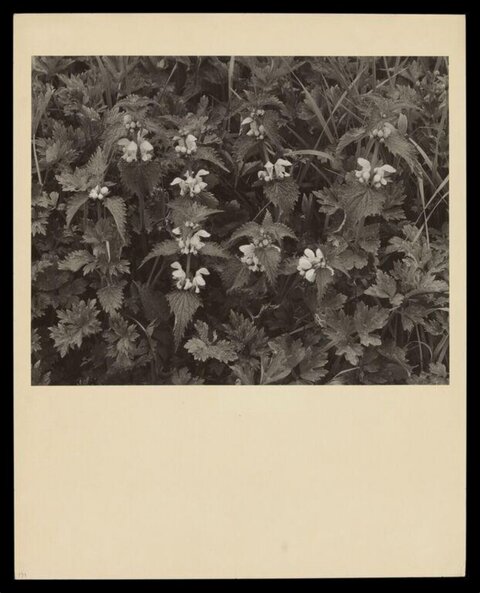 Vintage Monochrome Flowering Nettle Plants