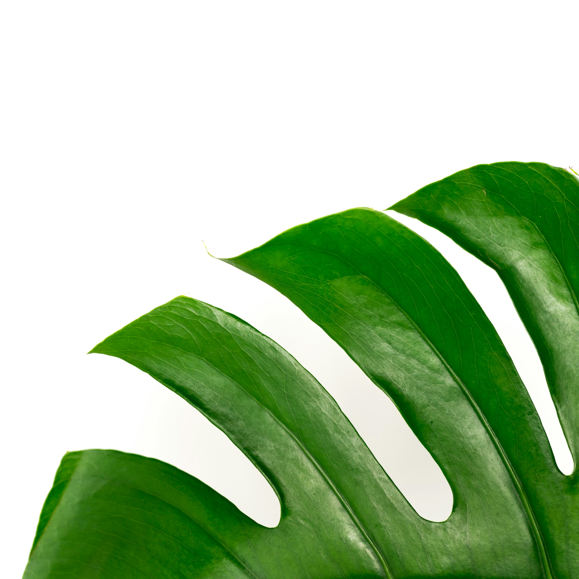 Partial Monstera Leaf on White Background