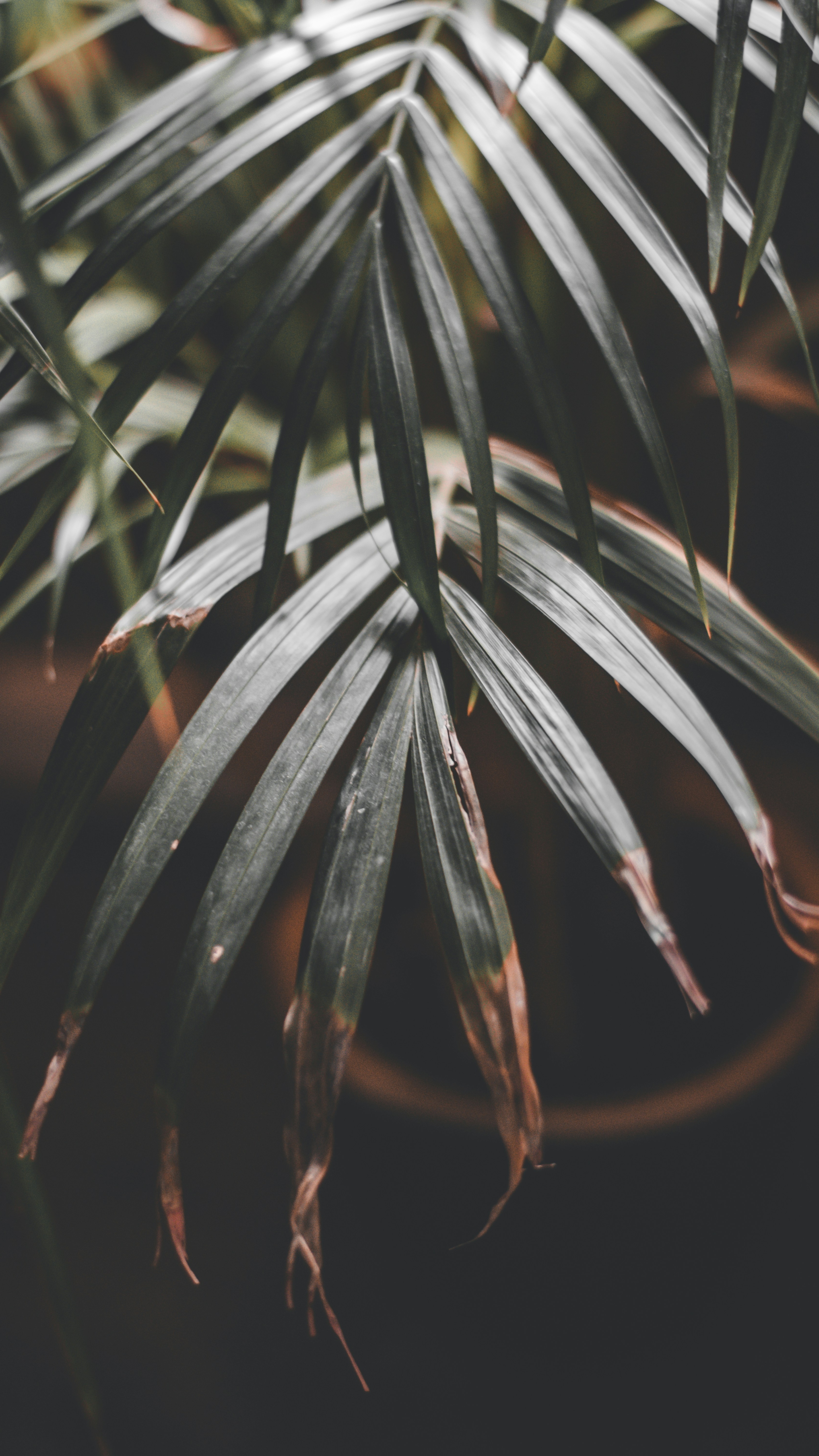 Image 1581860 — Nature