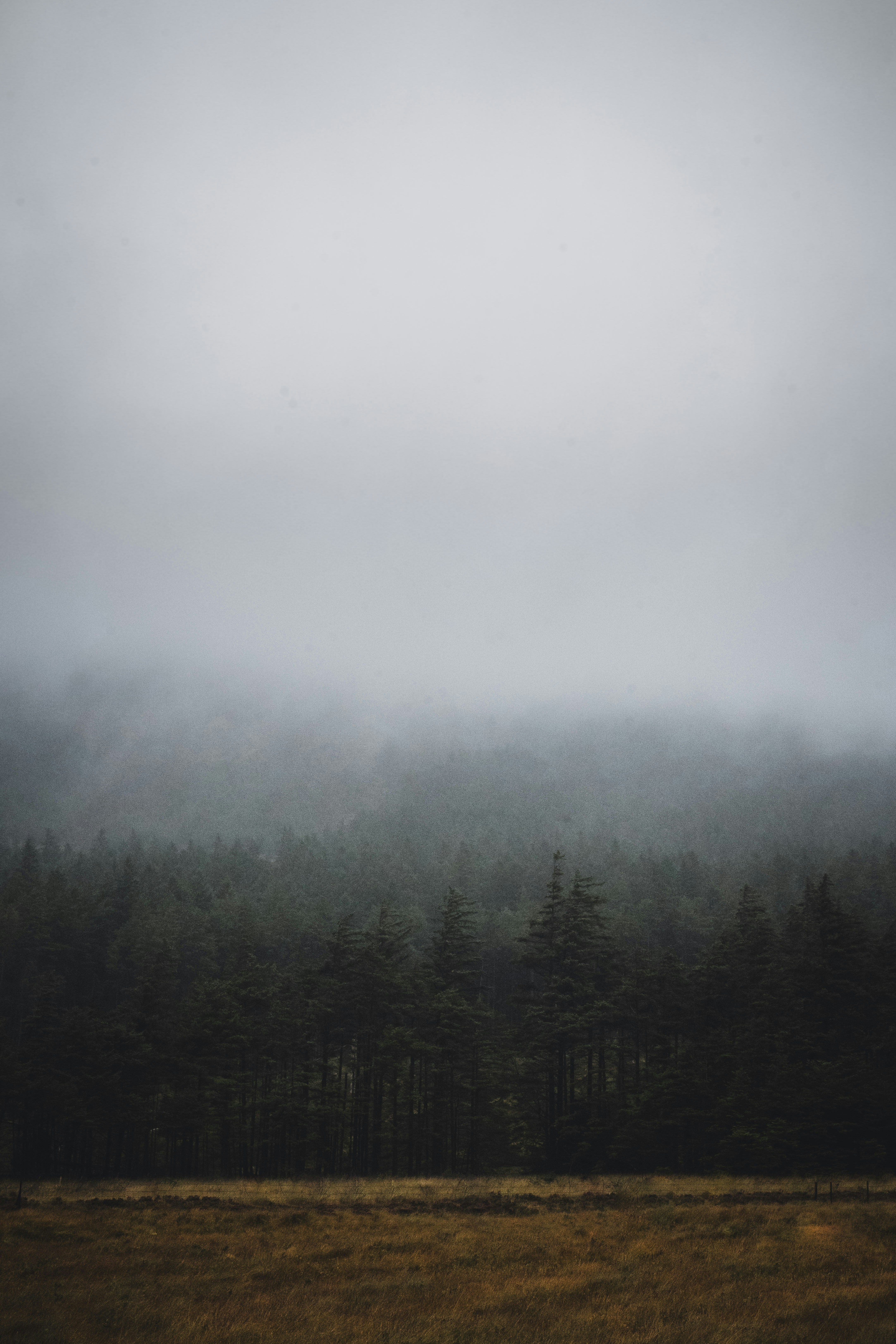 Foggy Forest and Golden Meadow