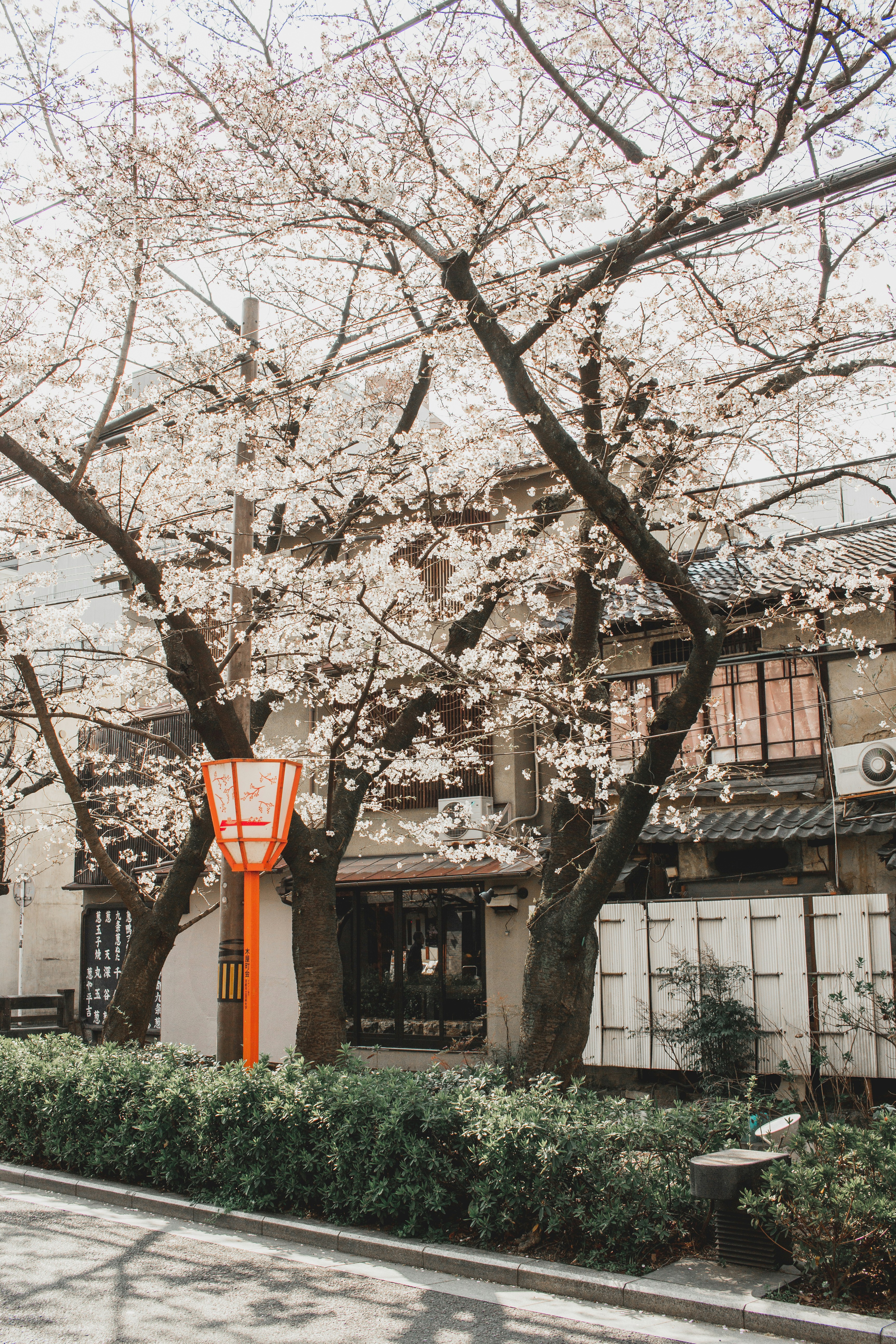Japanese Street Cherry Blossom Scene
