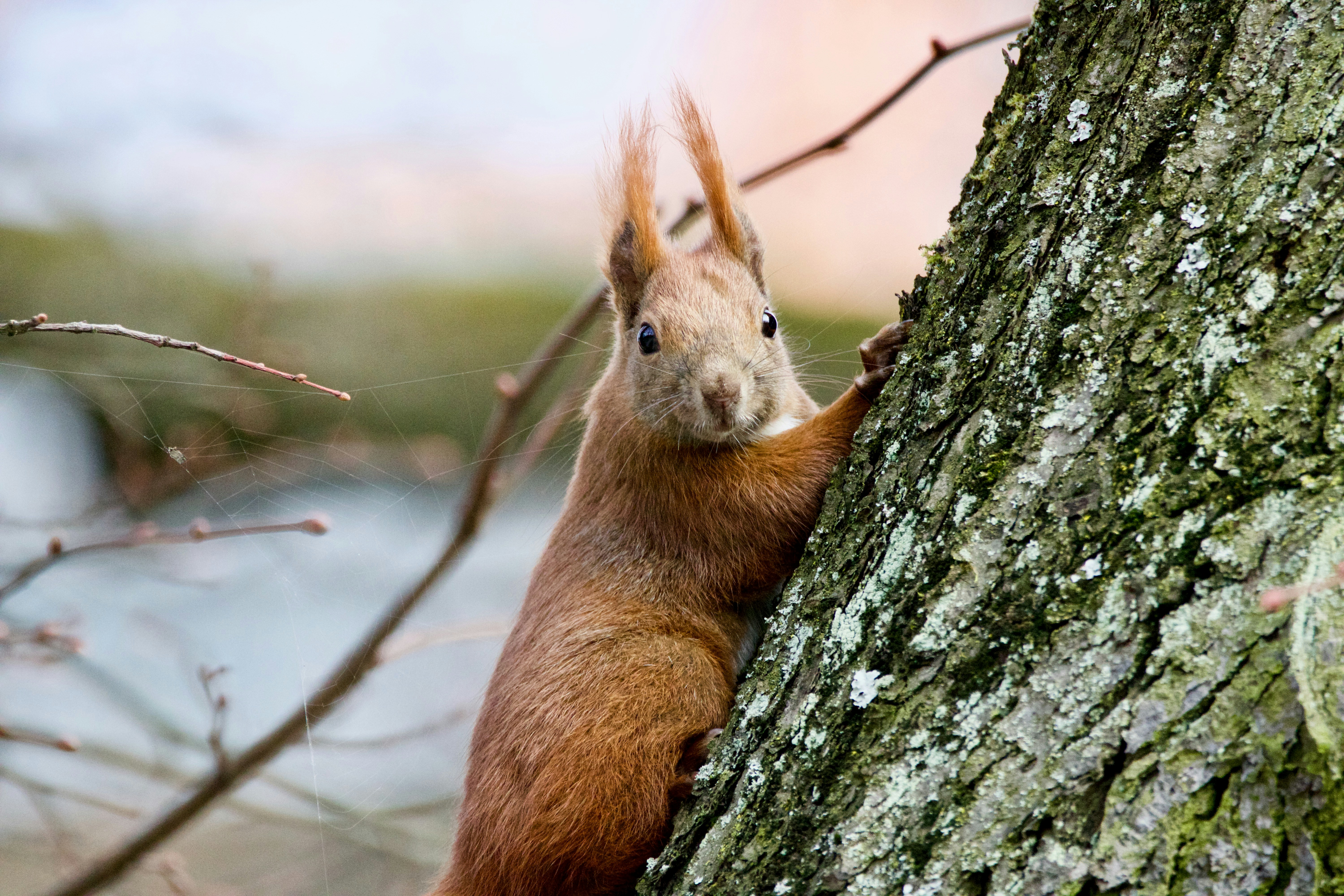 Red Squirrel on Tree Trunk