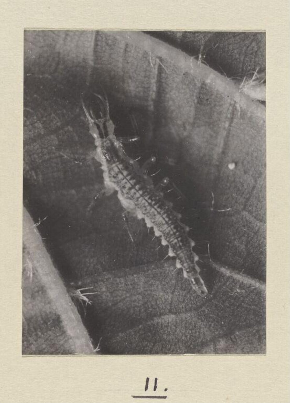 Insect Larva on Plant Leaf