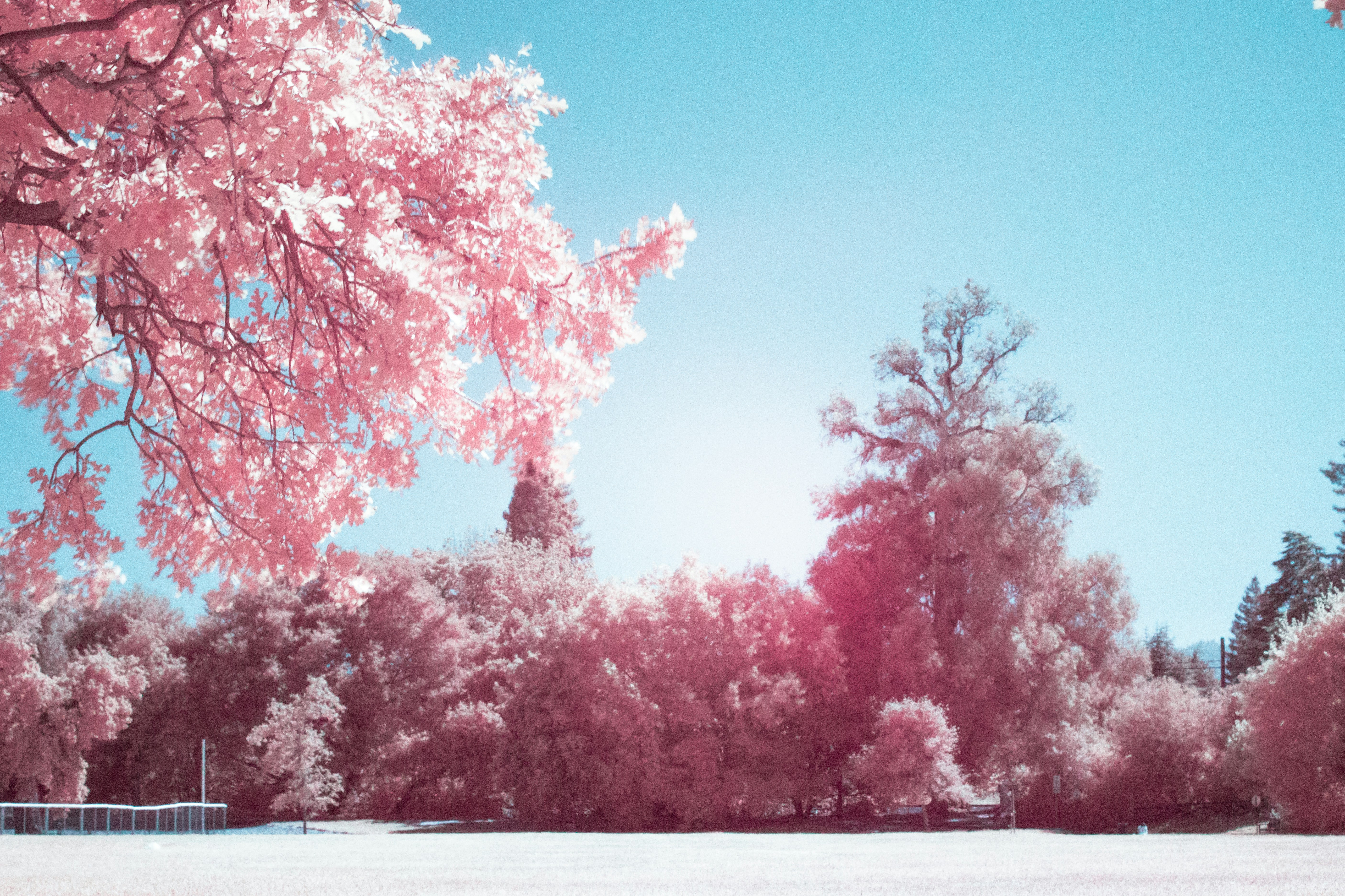 Pink Infrared Park Landscape