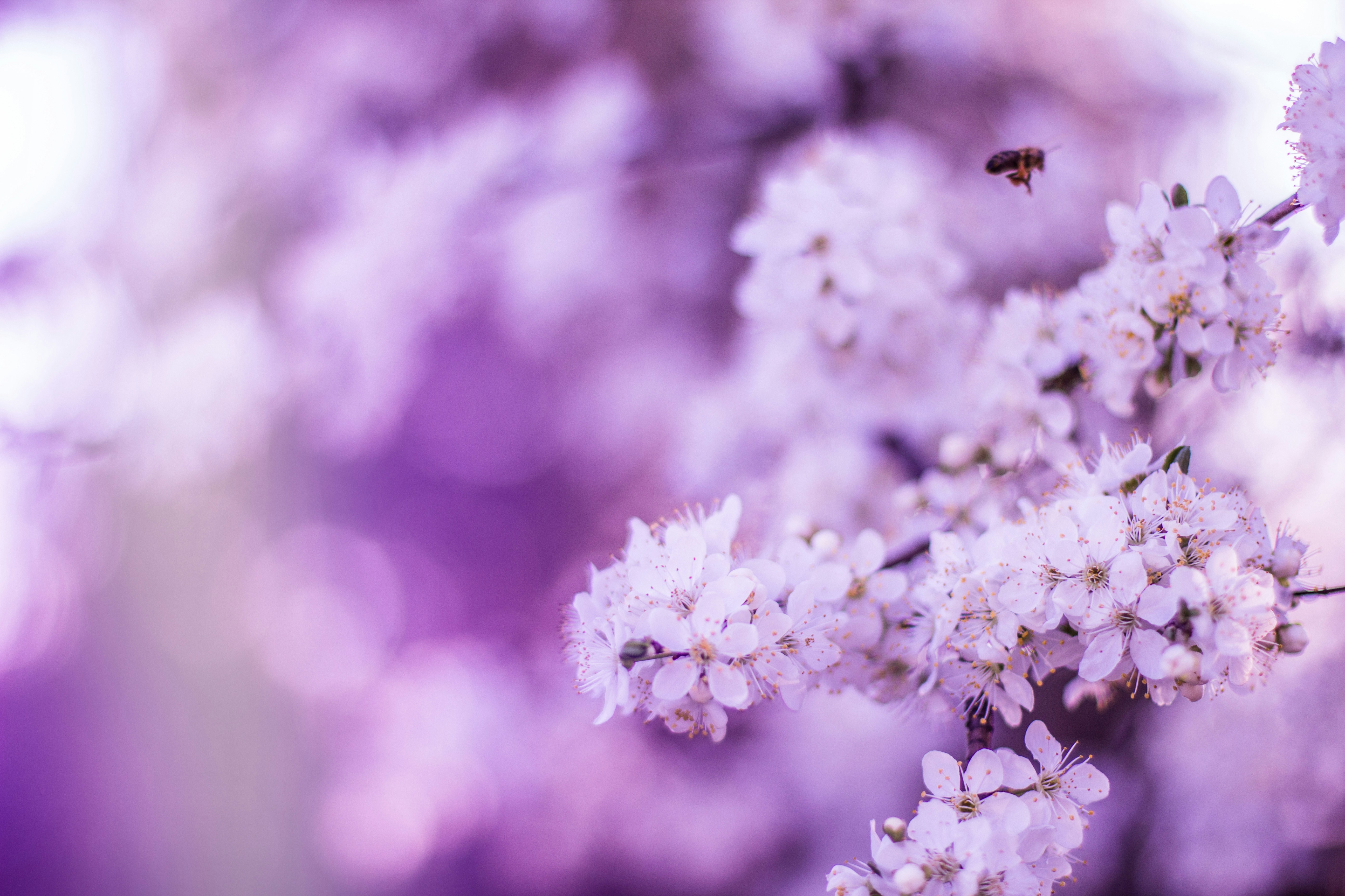 Bee Flying Over Blooming Cherry Blossoms