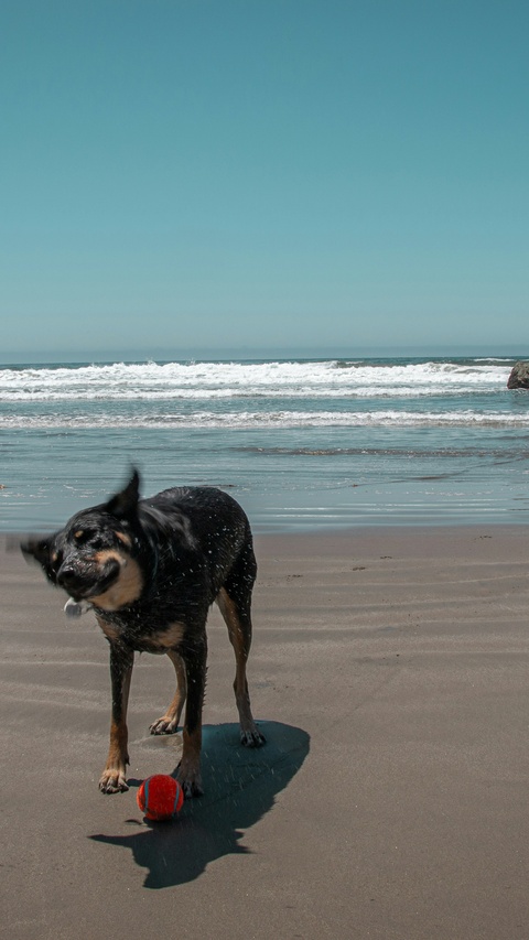 Dog Shaking Water on Sandy Beach