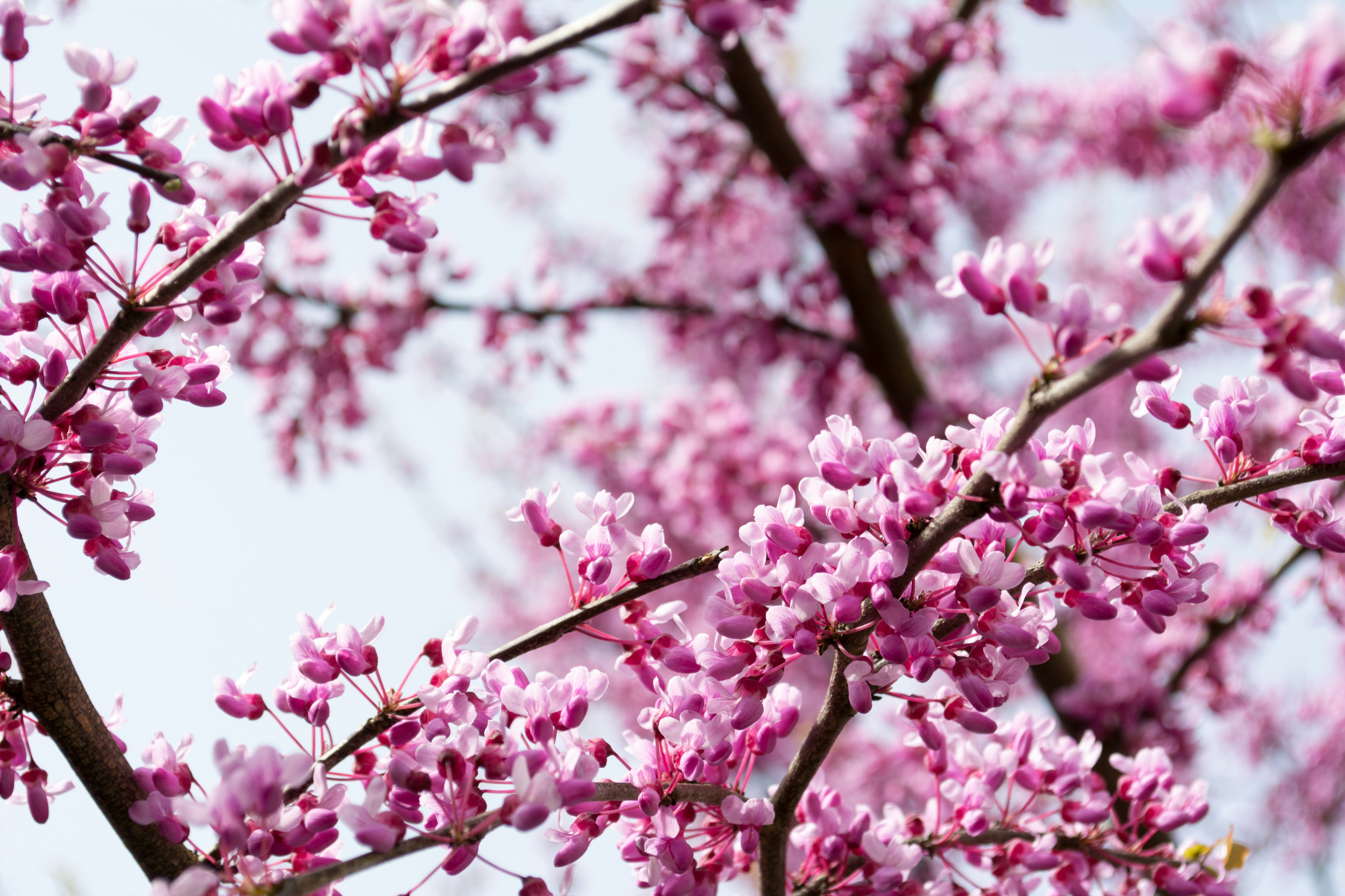 Pink Redbud Blossoms in Spring