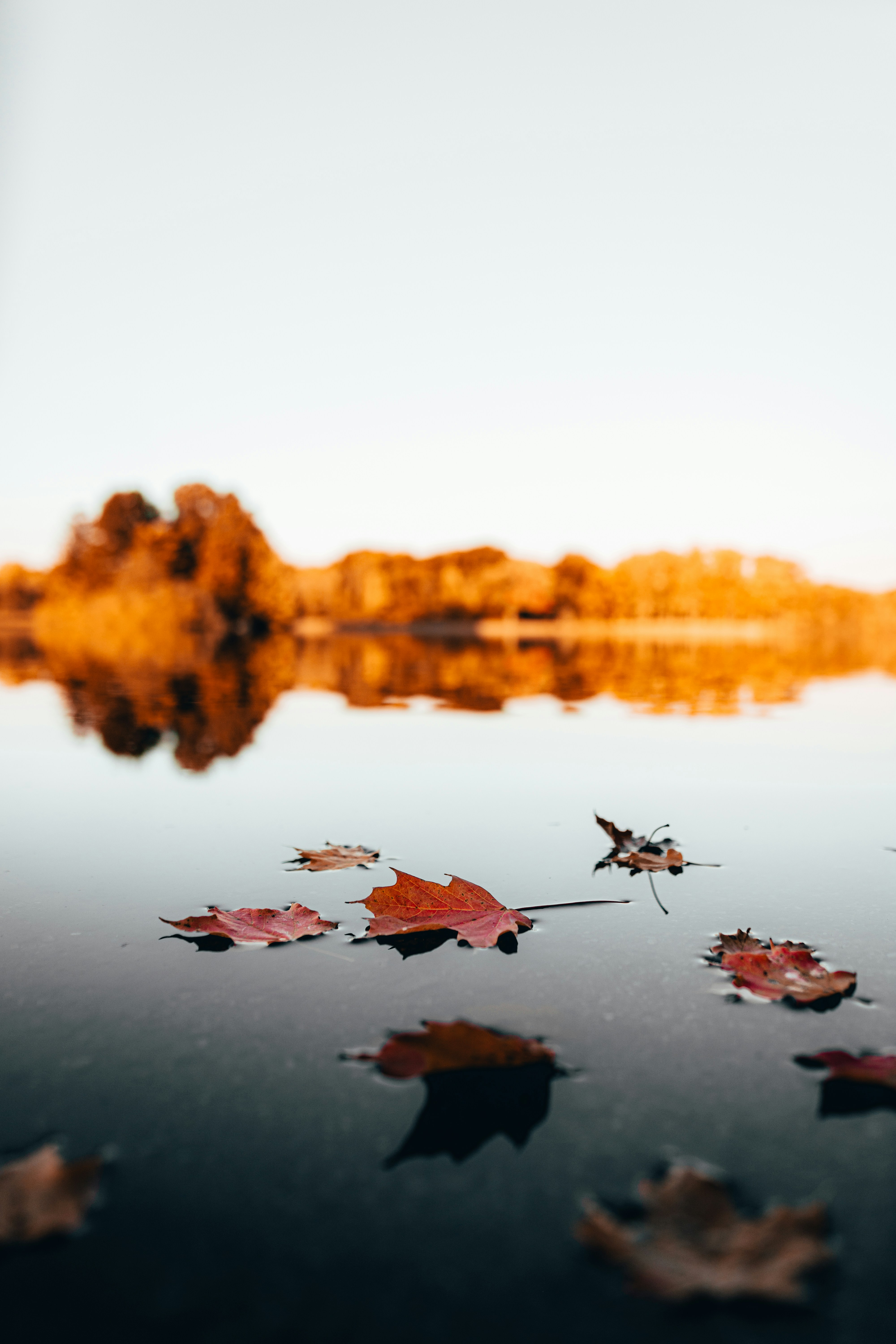 Autumn Leaves on Calm Lake