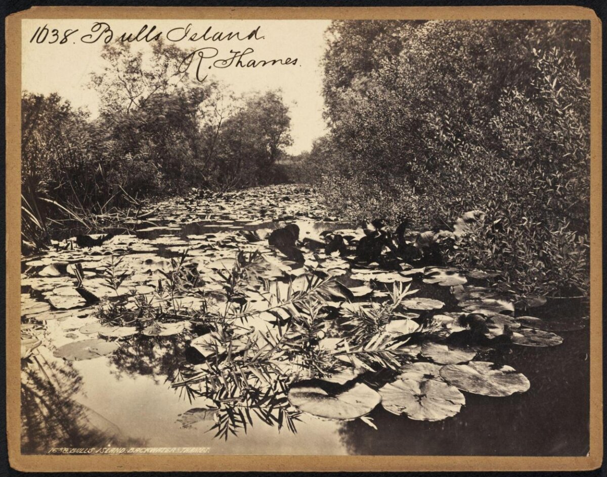 Bulls Island Backwater, River Thames