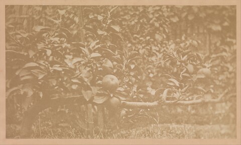 Apples on Tree Branch
