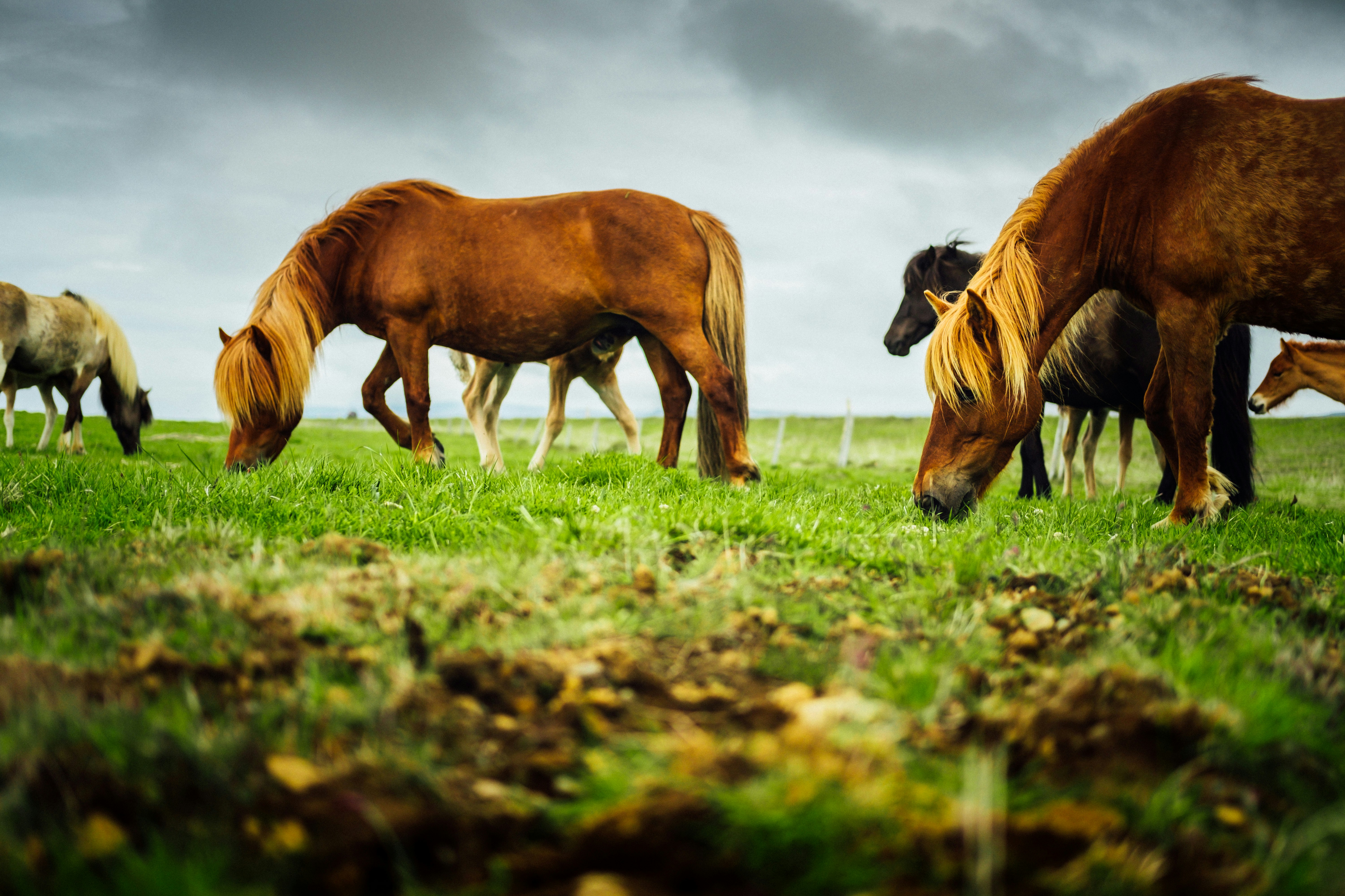Horses Grazing on Green Grassland