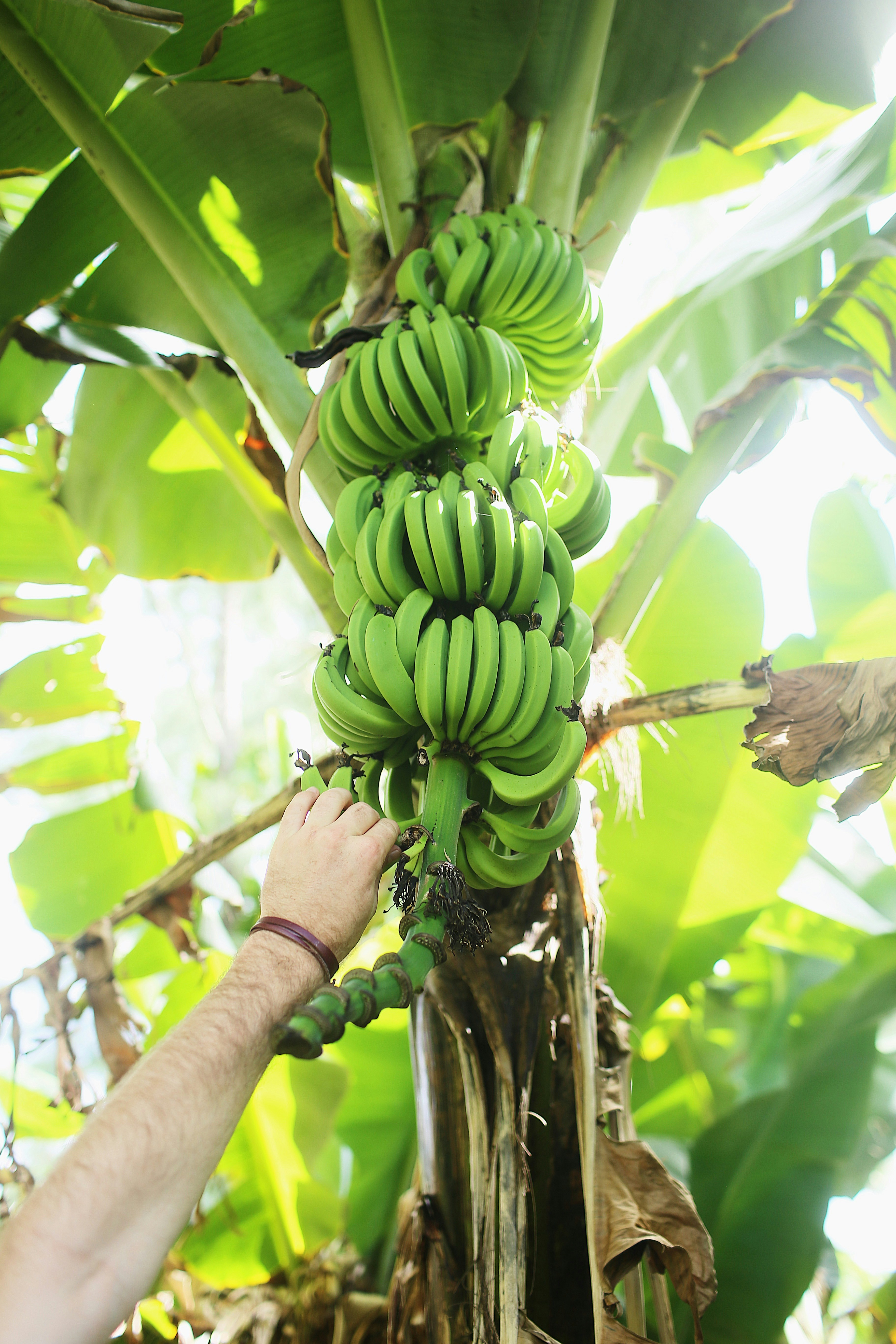 Harvesting Green Bananas