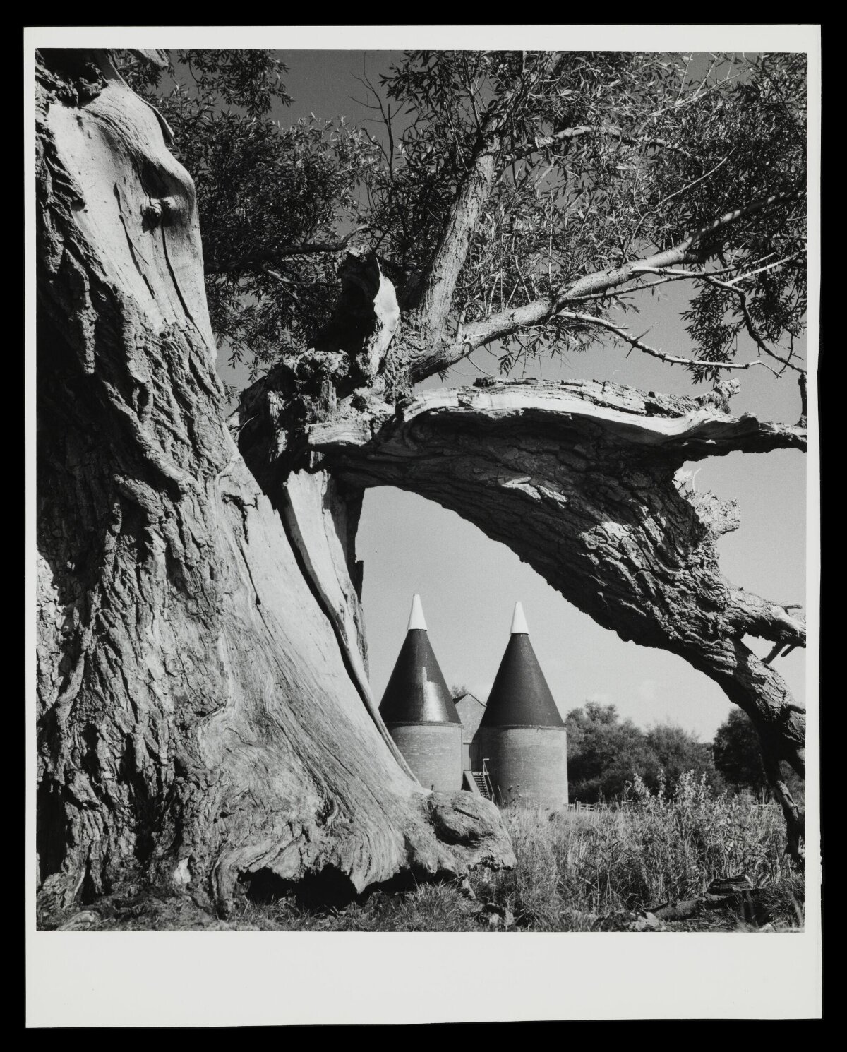 Ancient Tree Framing Oast Houses