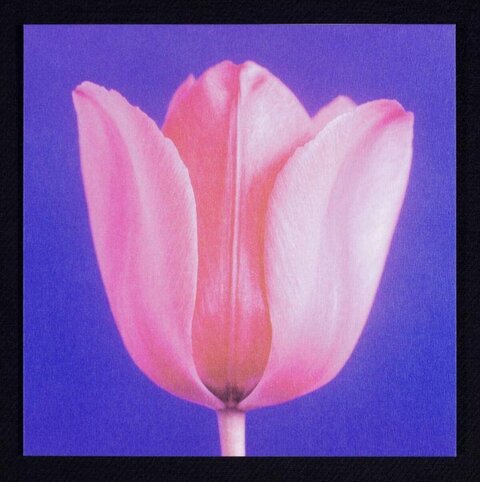 Pink Tulip on Purple Background