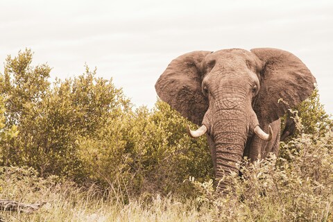 African Elephant in Savannah Bush