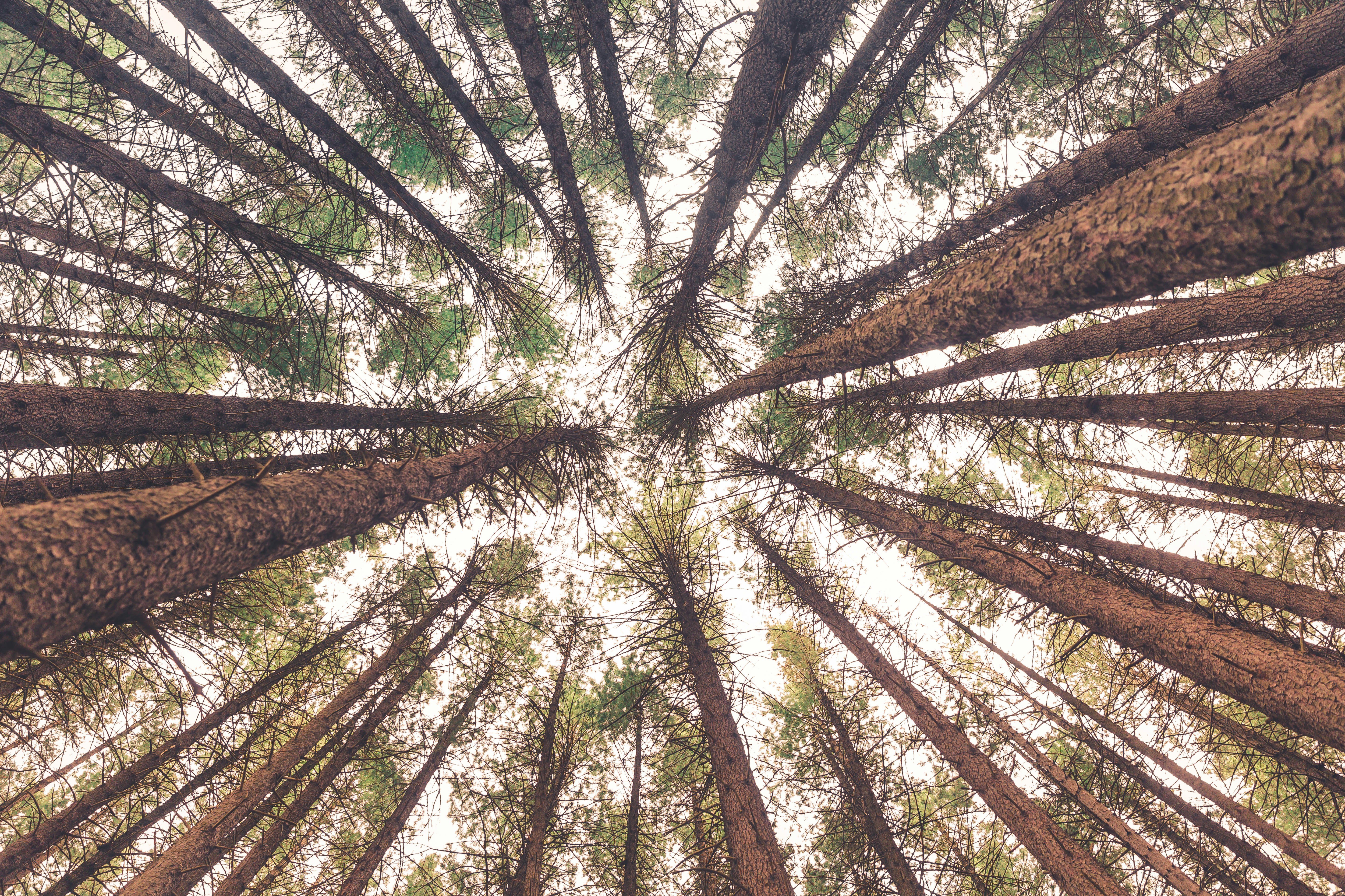 Low Angle View of Pine Forest — Scenery Wallpapers