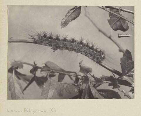 Full Grown Caterpillar on Branch