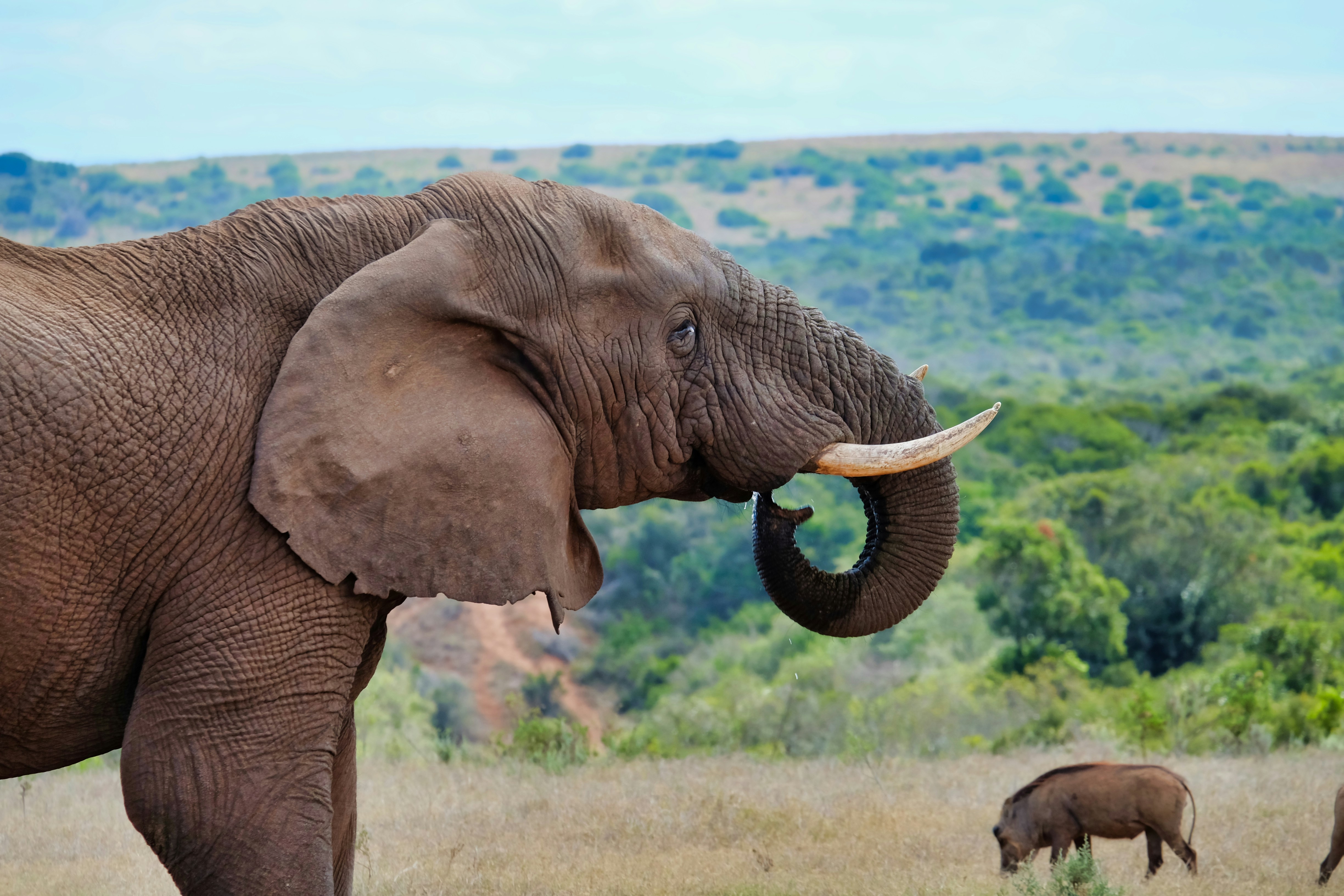 Elephant on African Savanna