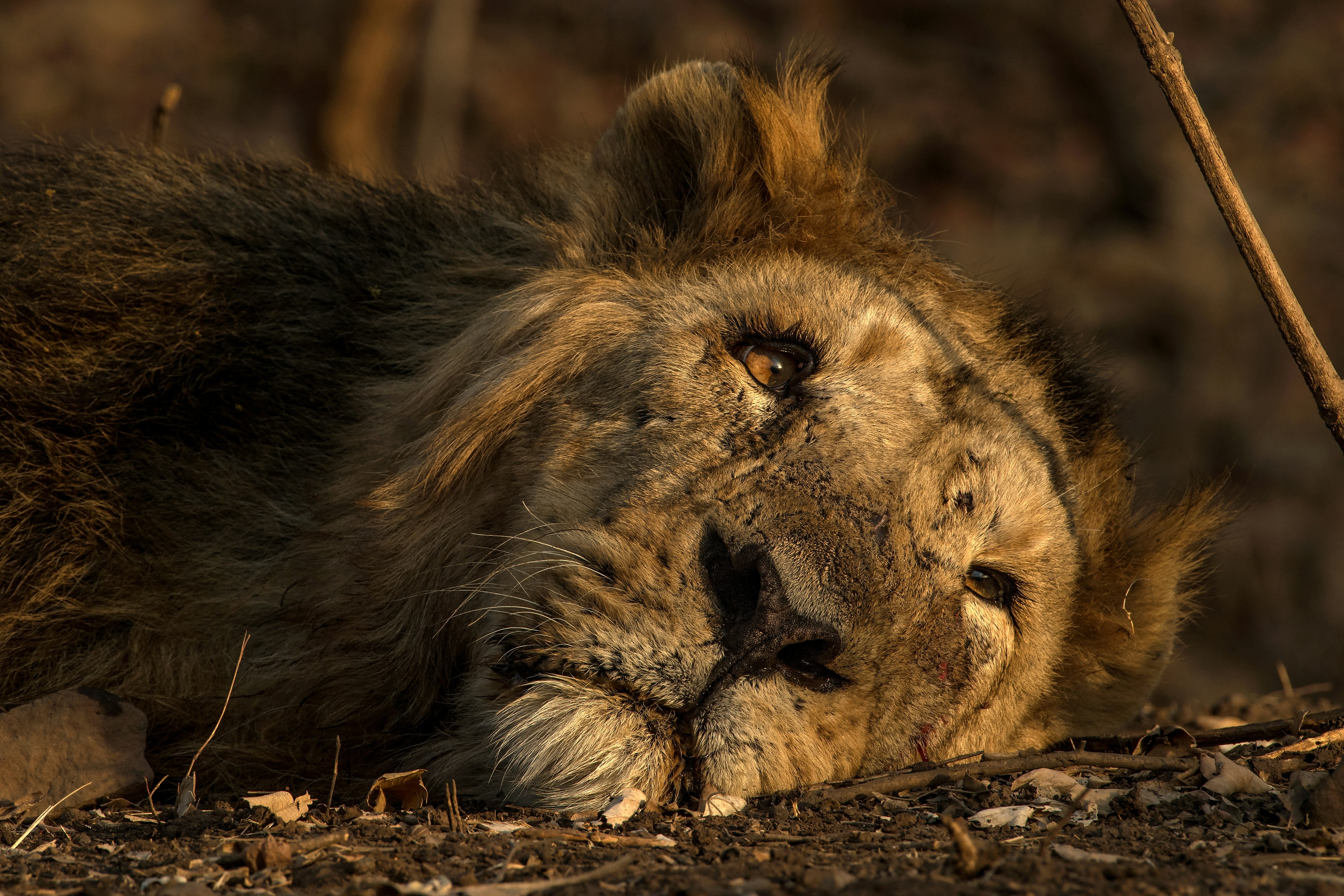 Resting Male Lion