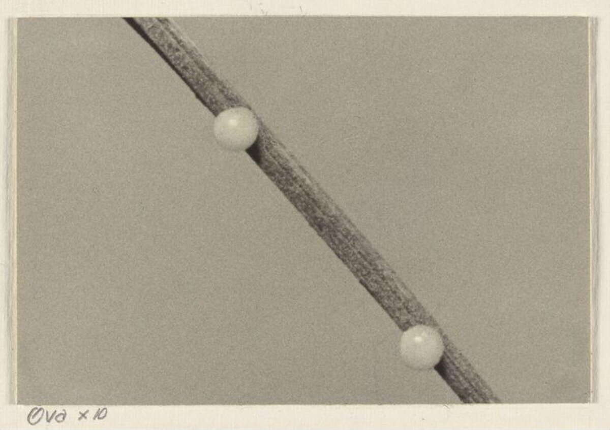 Magnified Insect Eggs on Plant Stem