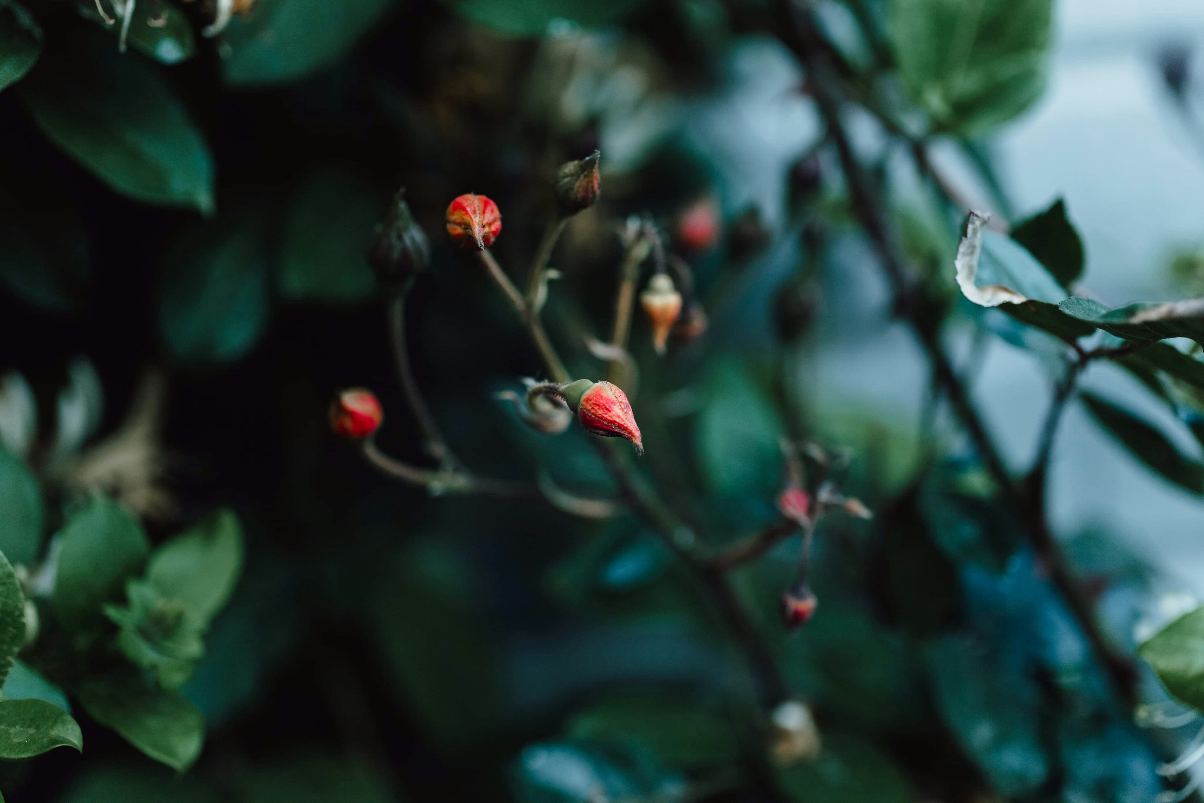 Unopened Red Flower Buds among Green Foliage