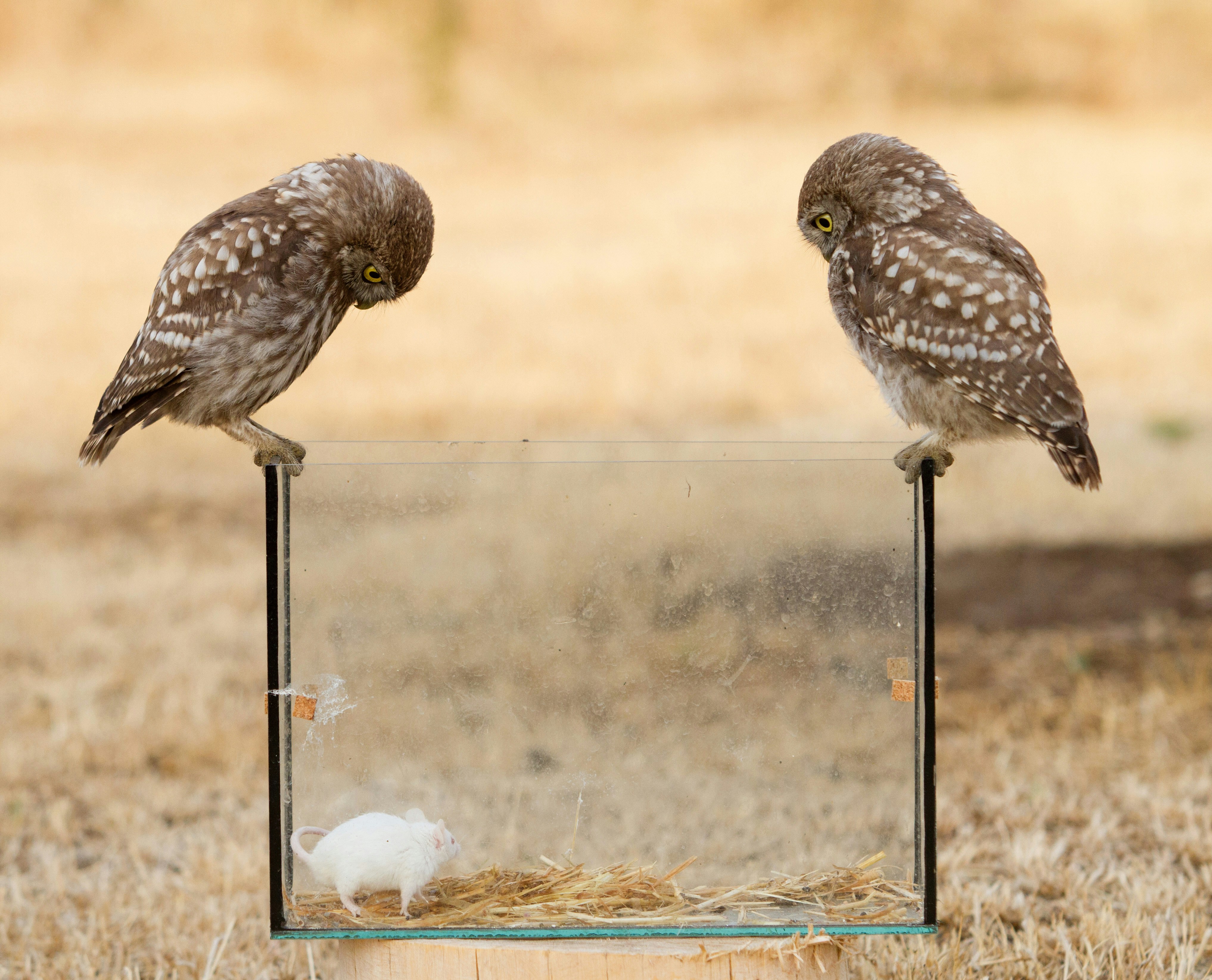 Two Owls Staring At Captive White Mouse