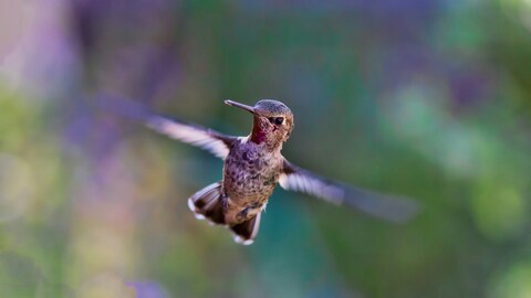 Hummingbird Hovering in Mid-air