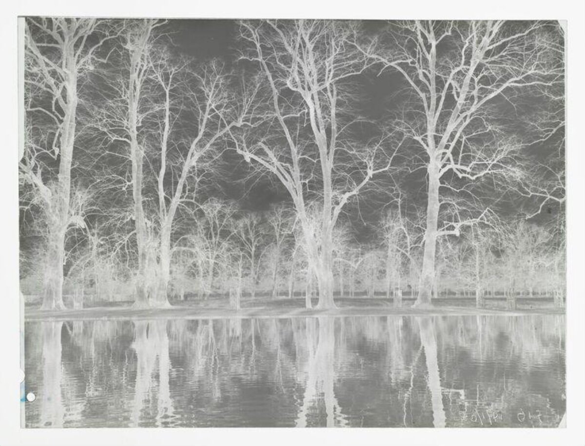Bare Trees by Water (Negative Photograph)