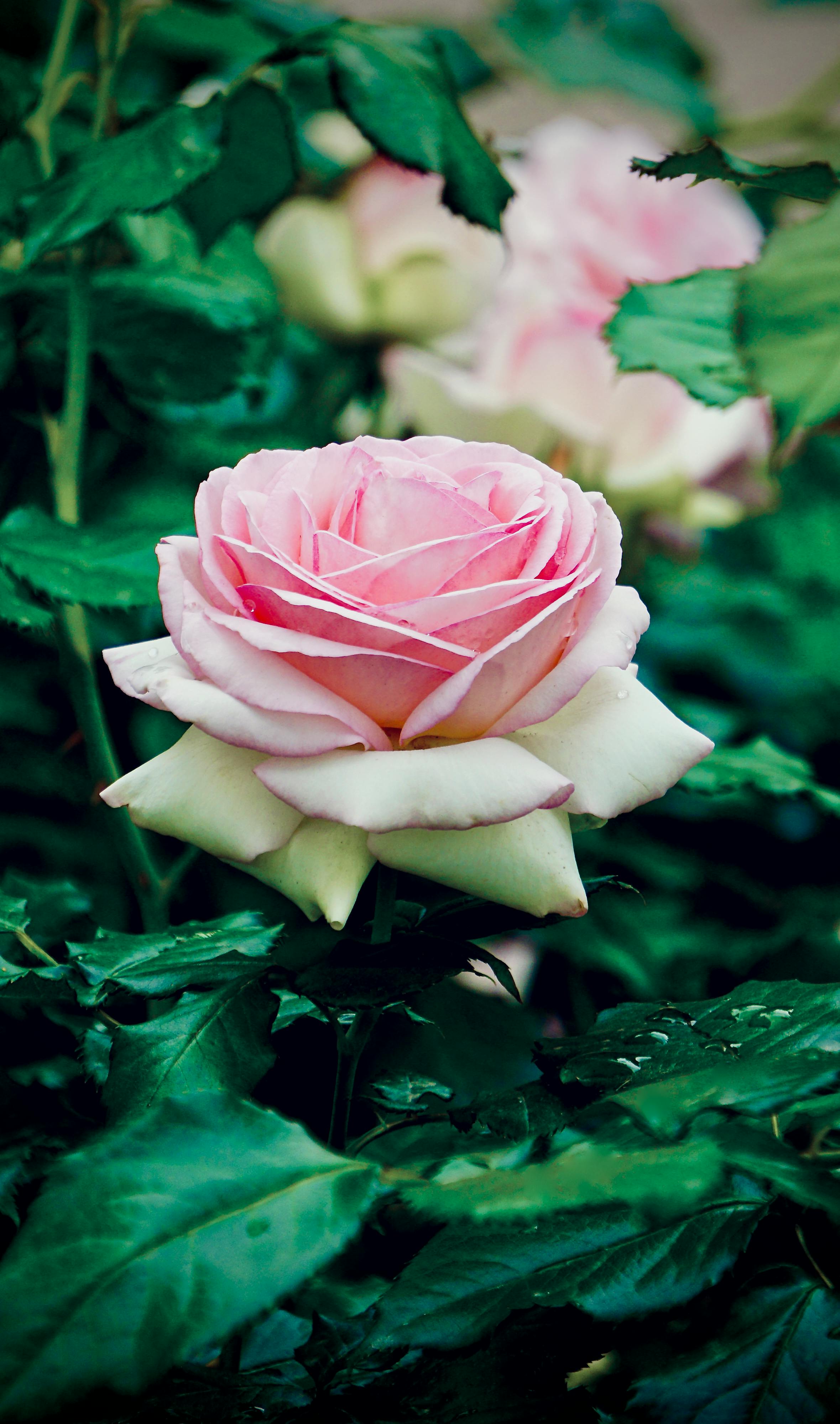 Wallpapers