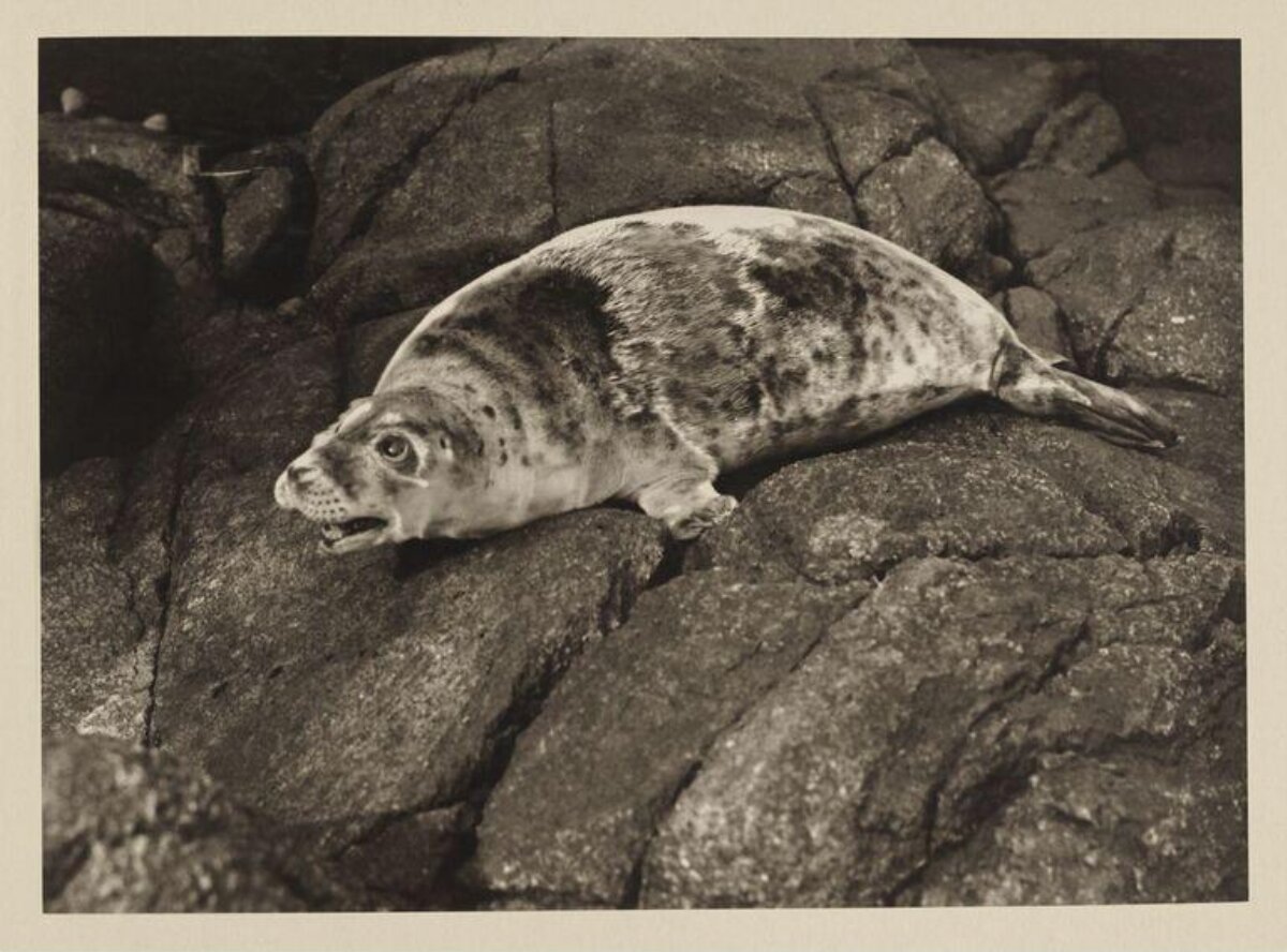 Seal Resting on Rocky Shore