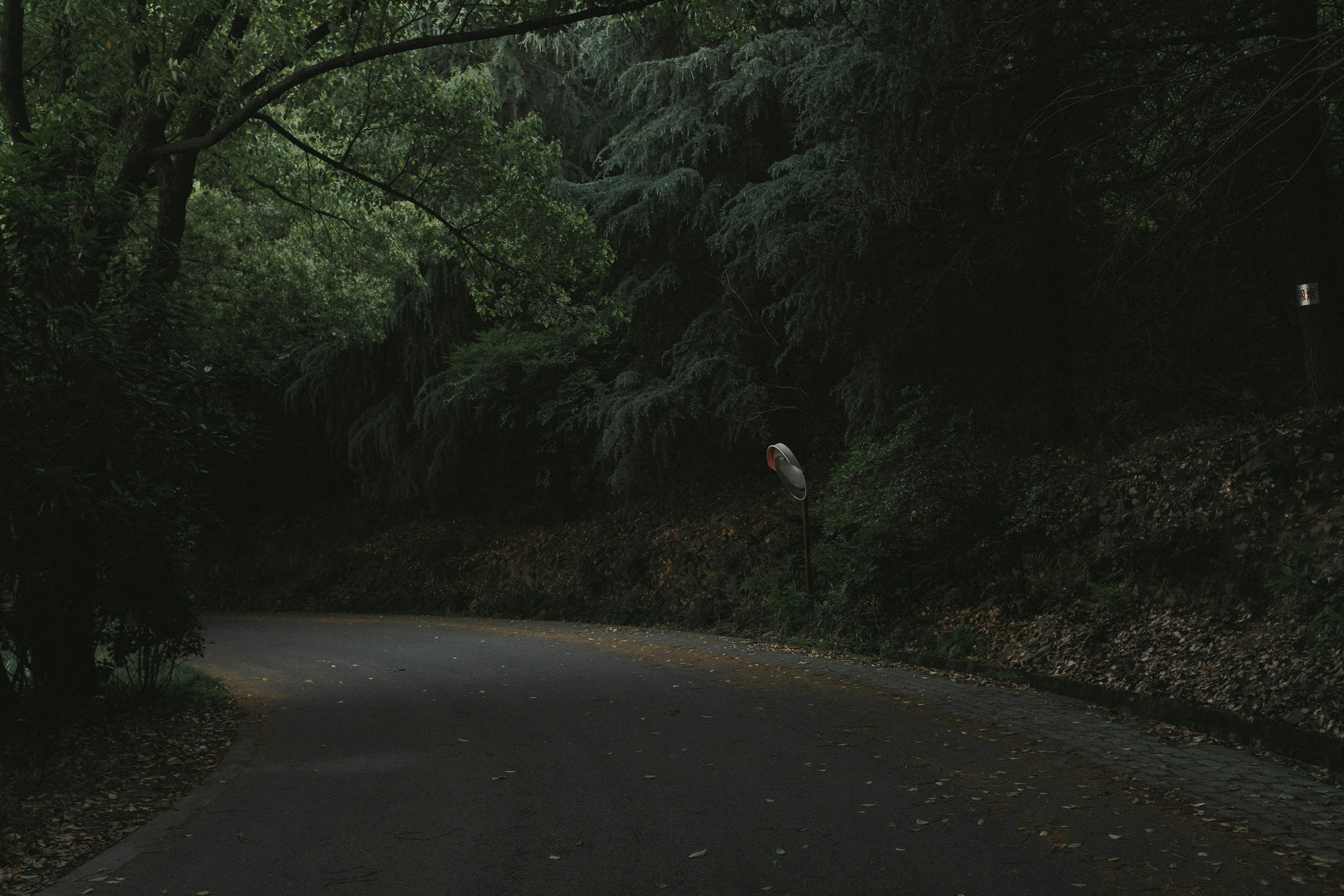 Winding Road in Dense Forest