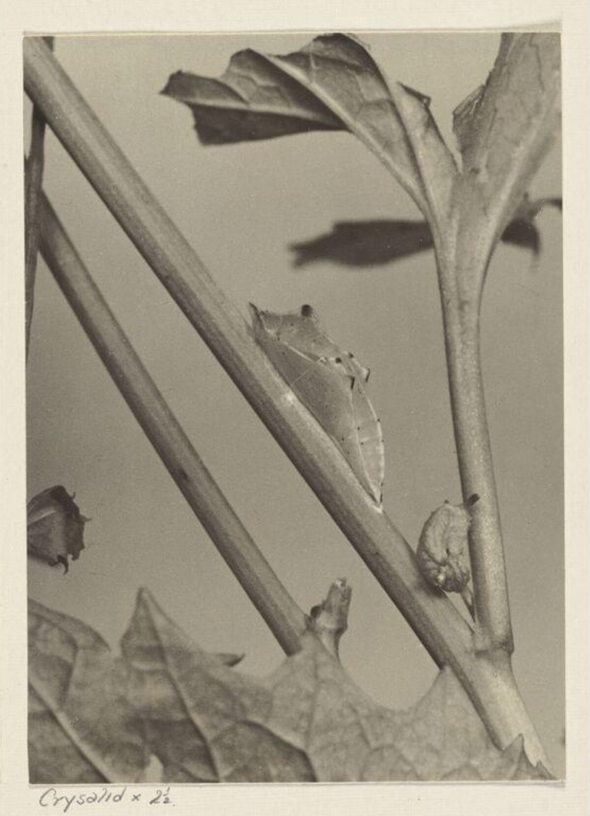 Chrysalises on Plant Stems