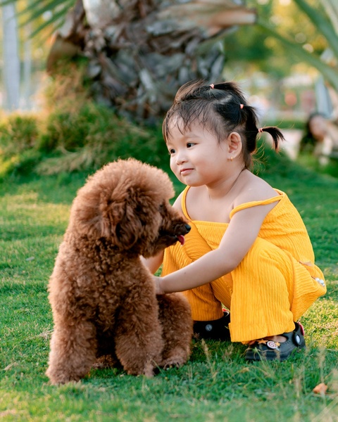 Little Girl and Brown Poodle on Lawn