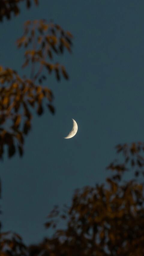 Crescent Moon Through Autumn Trees