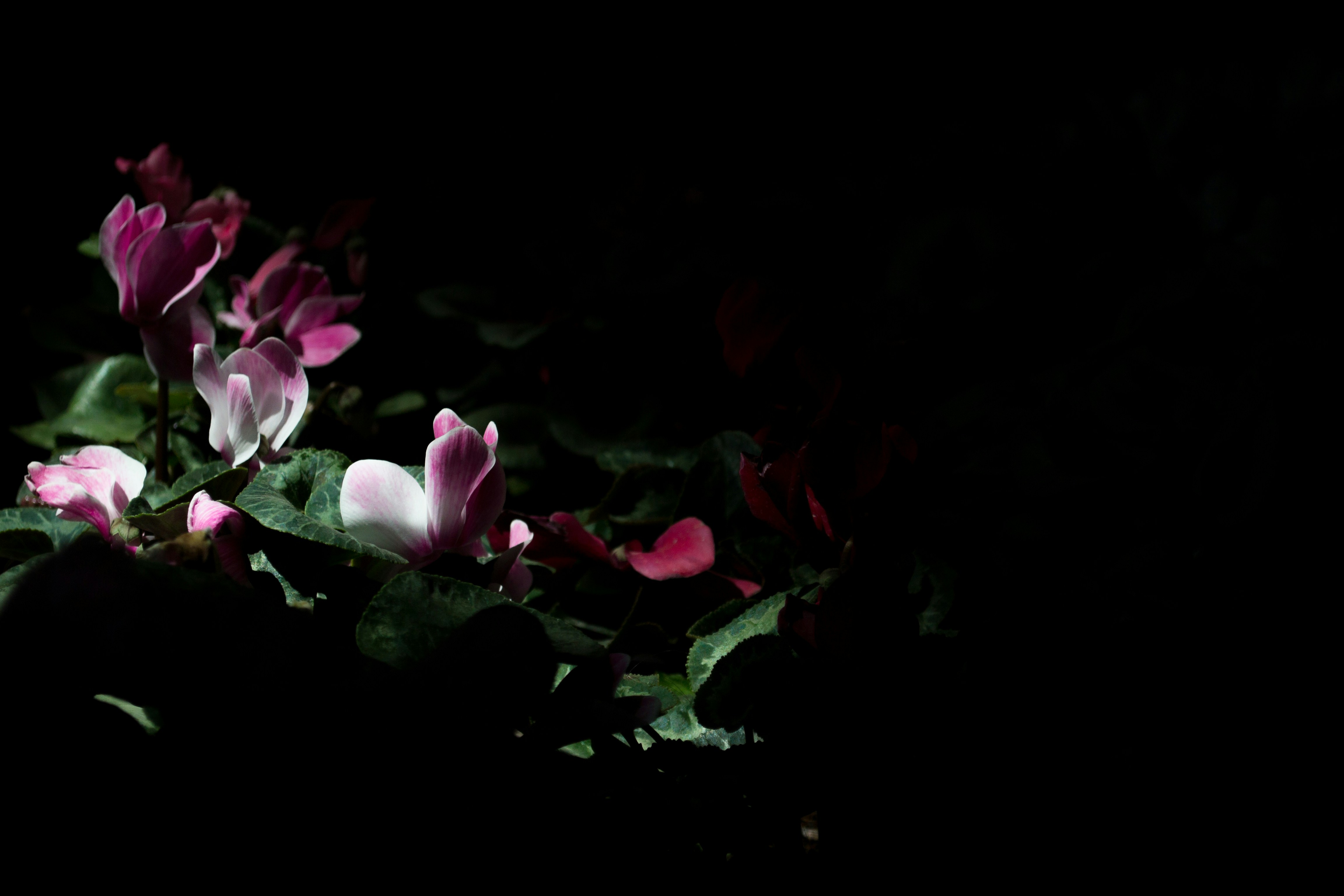 Pink Cyclamen in Dark Backlight