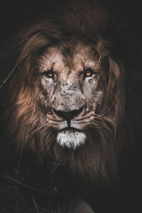Close-up Portrait of Male Lion