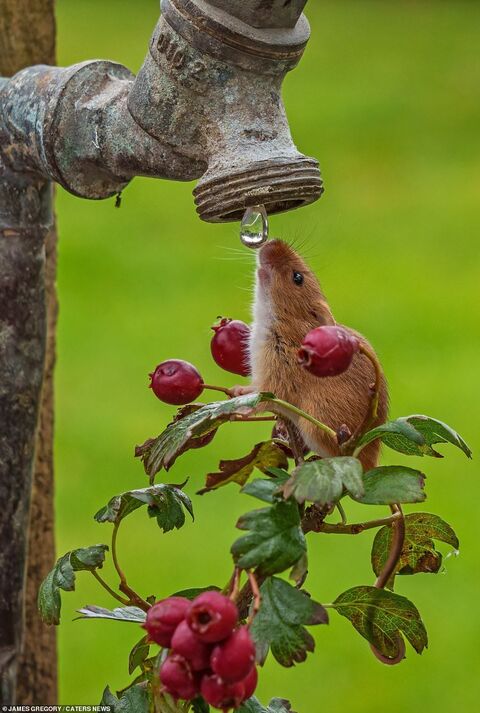 Harvest Mouse Drinking Water Drop From Tap