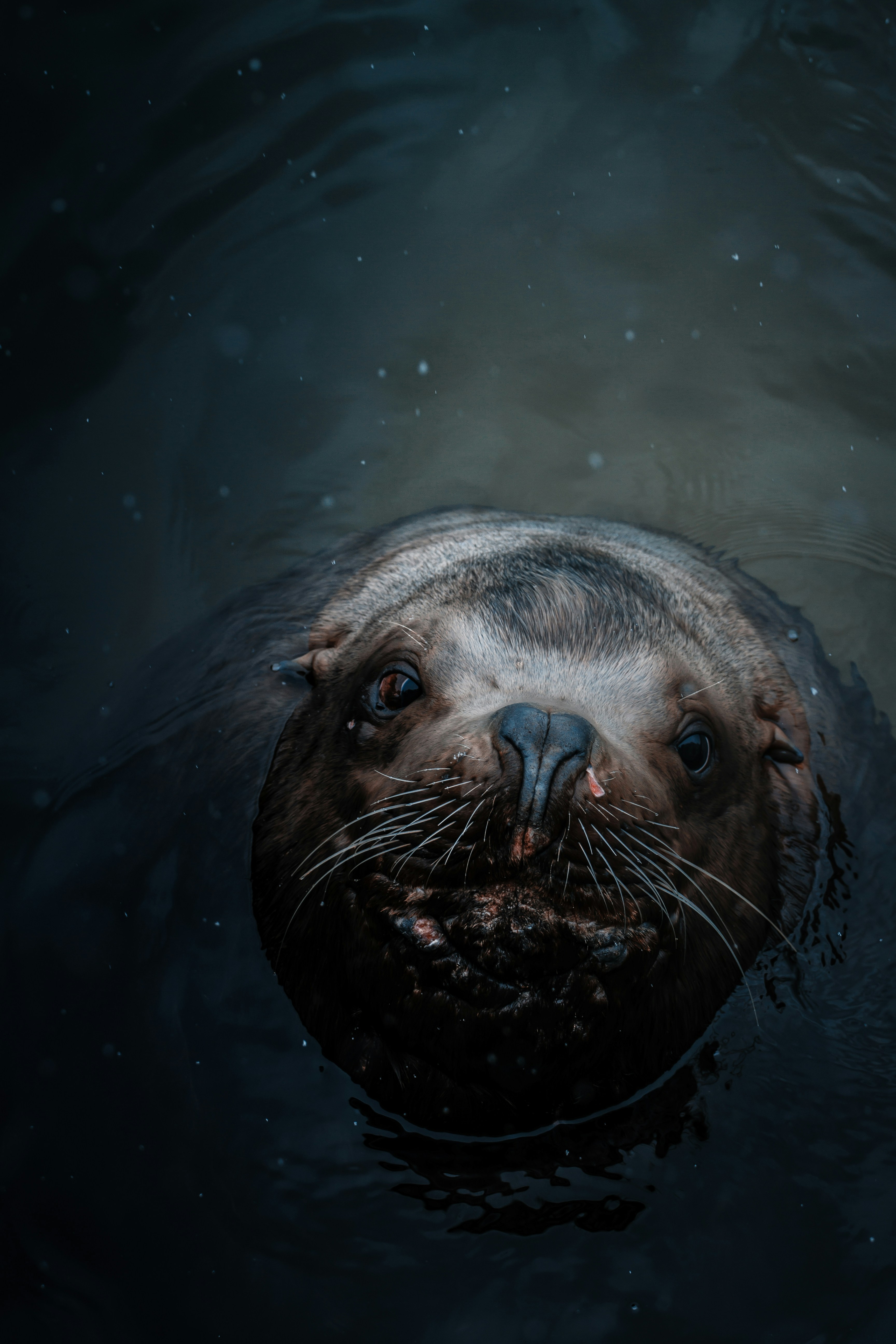 Sea Lion Peeking Out of Water
