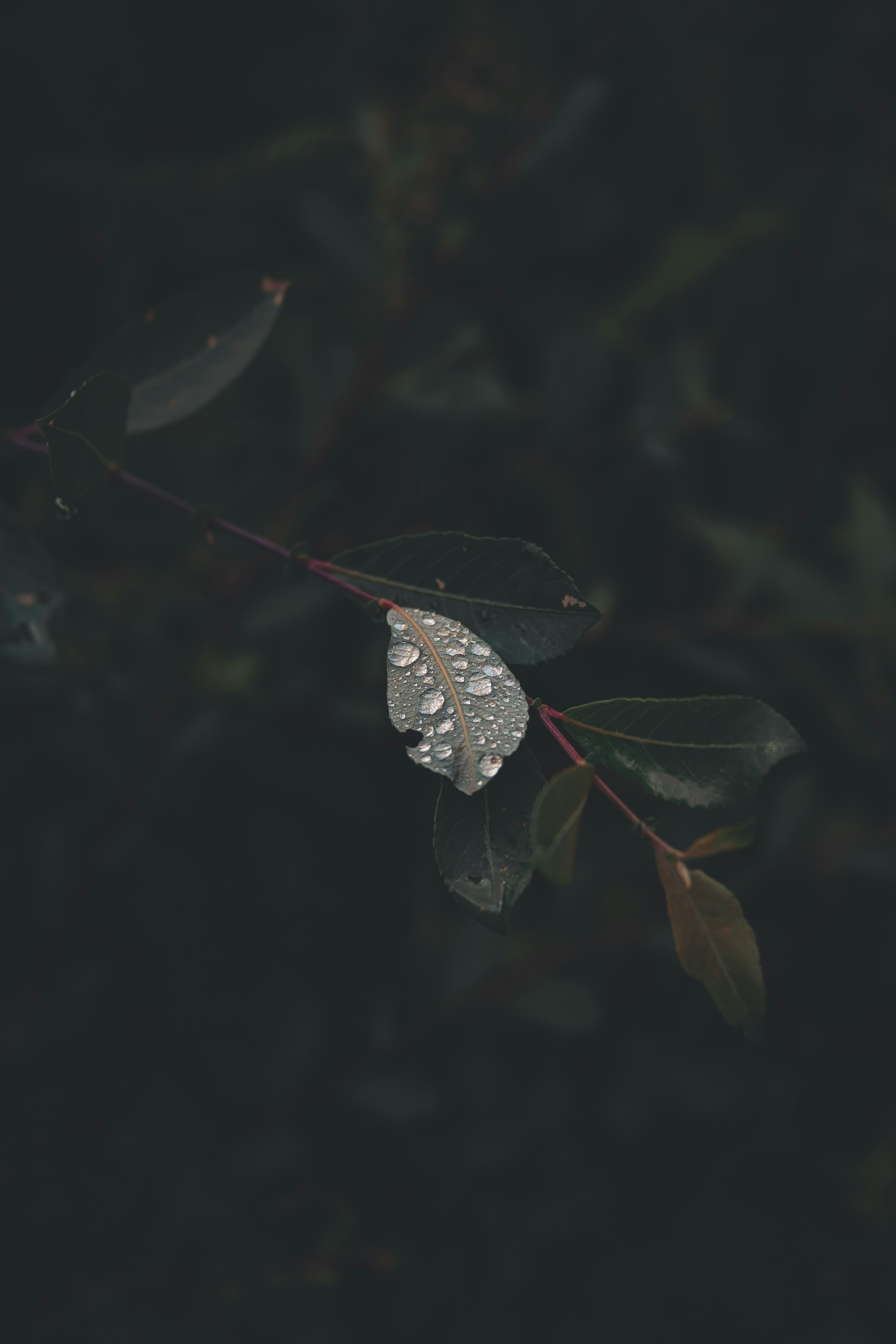 Leaf with Raindrops on Branch