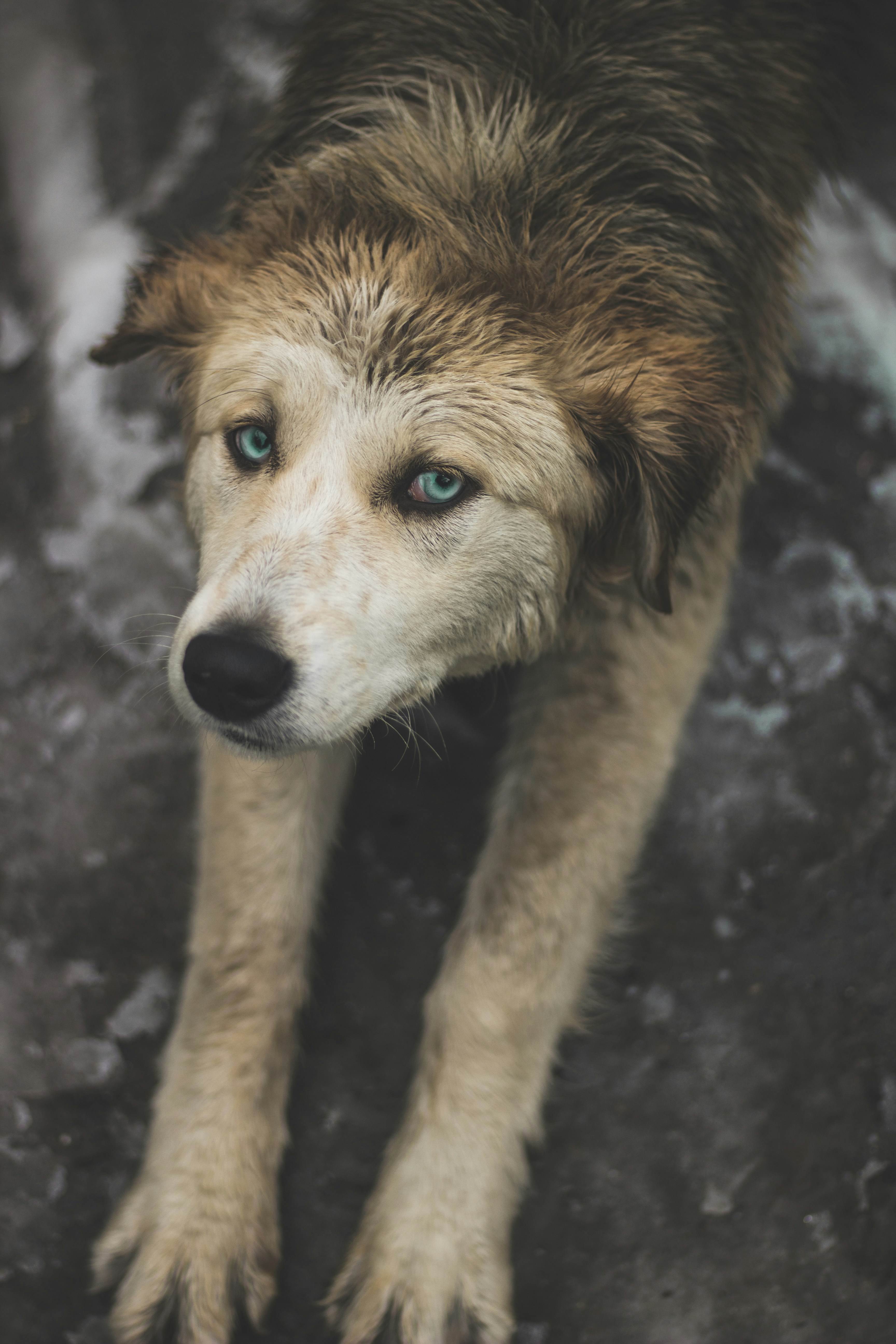 Wet Dog With Striking Blue Eyes