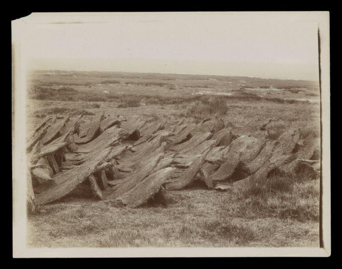 Cut Peat Drying on Open Moorland