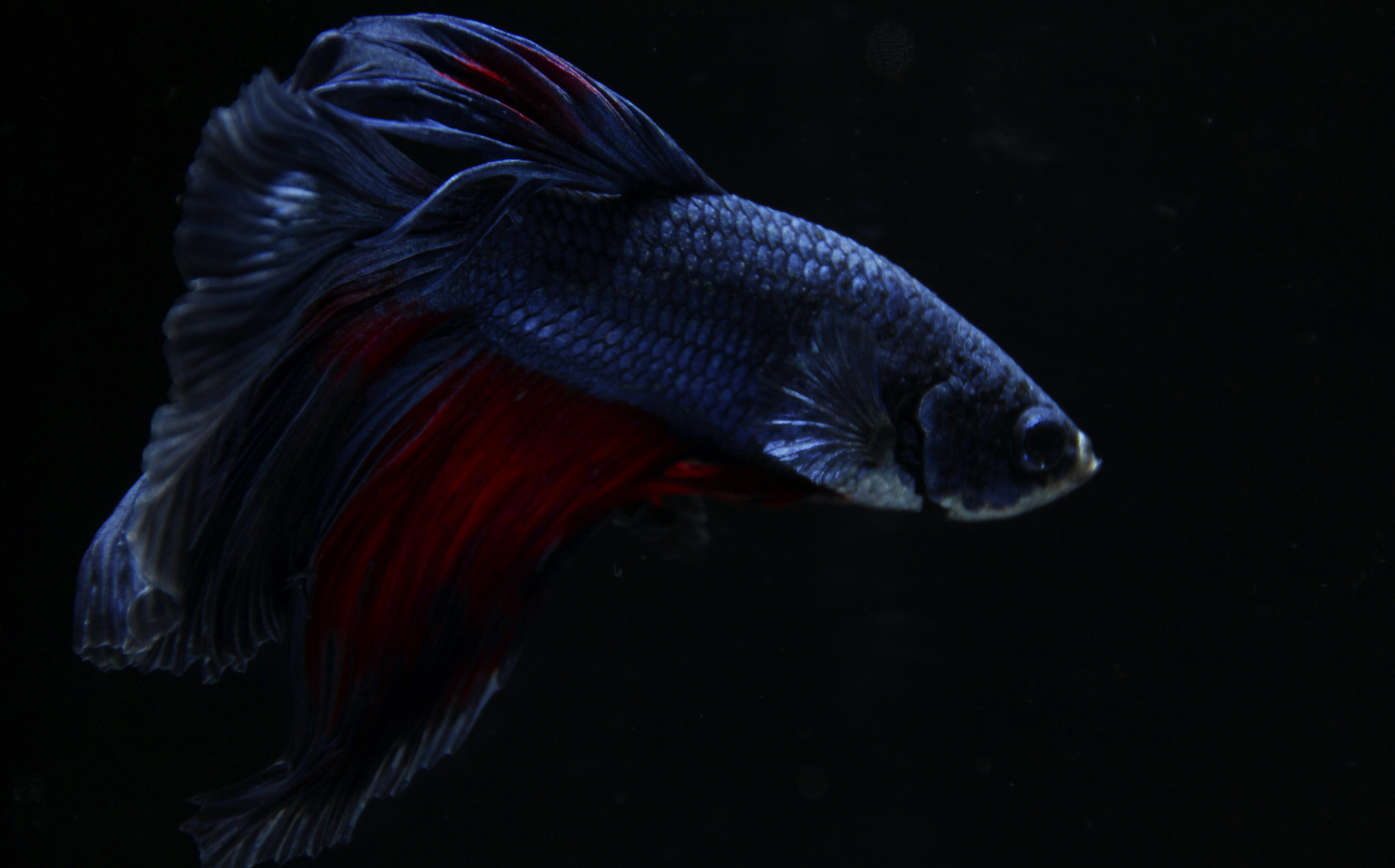 Blue-Red Betta Fish on Black Background
