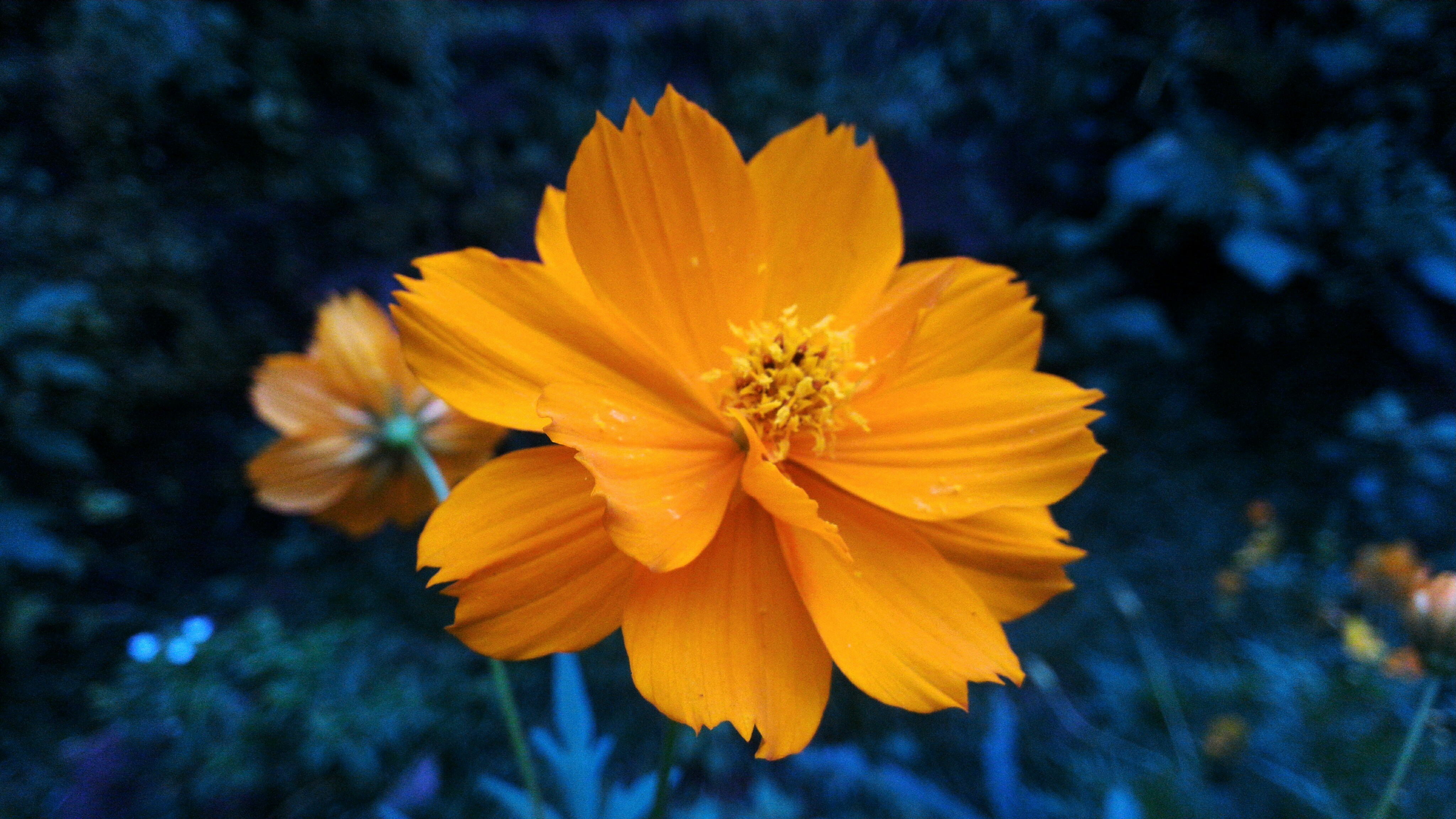 Blooming Orange Cosmos Flower
