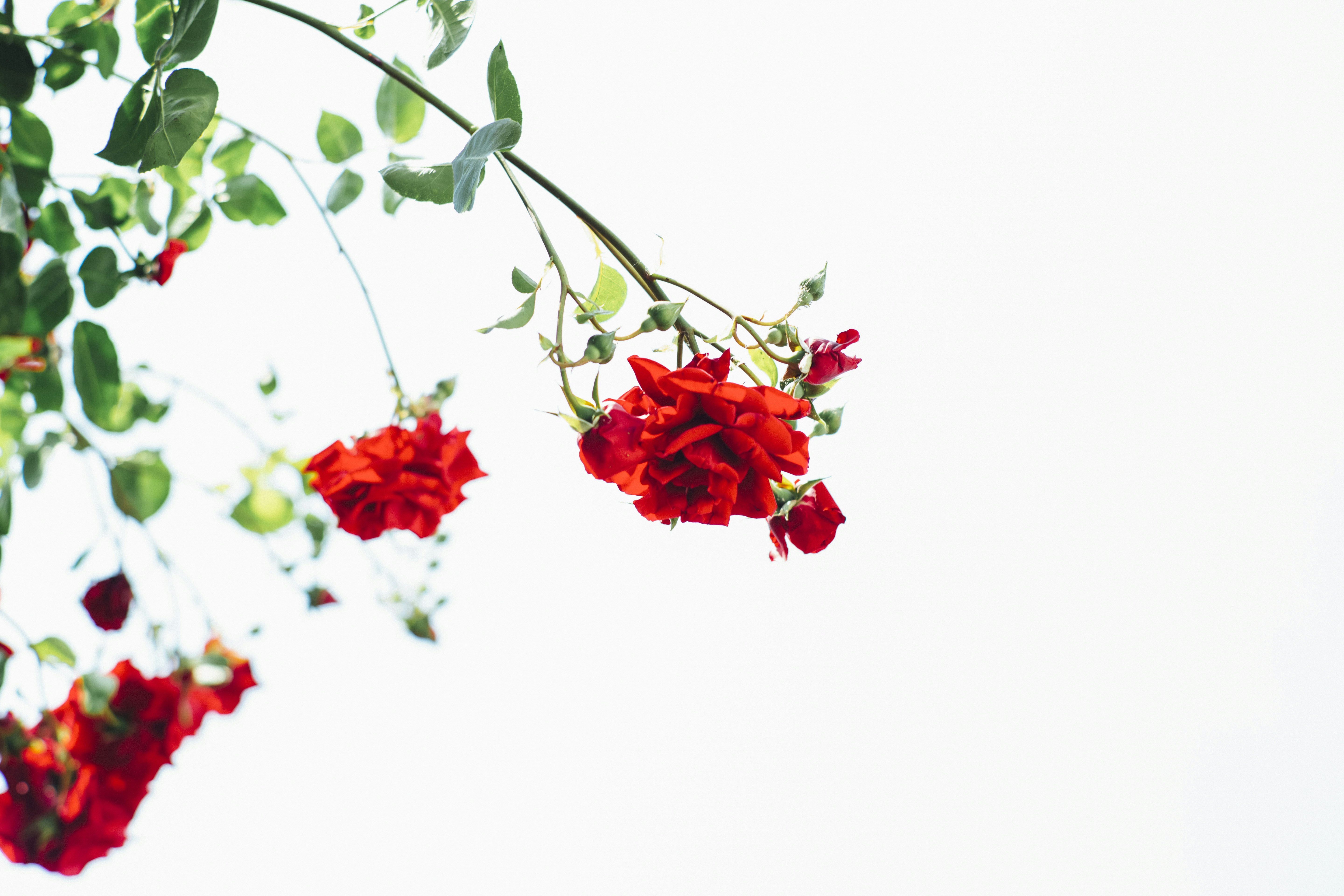 Red Roses Against White Background
