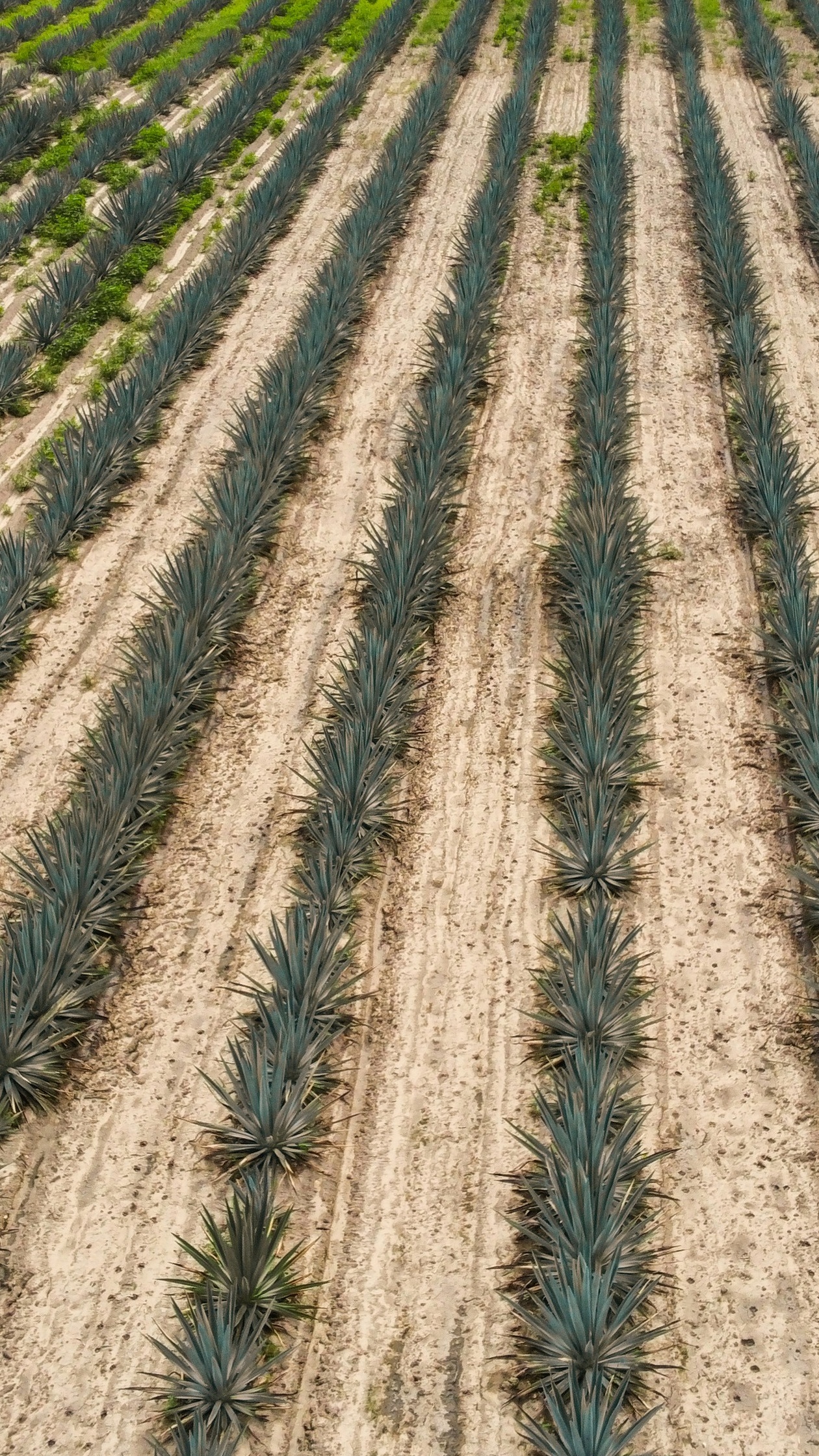 Neat Rows of Agave on Farmland
