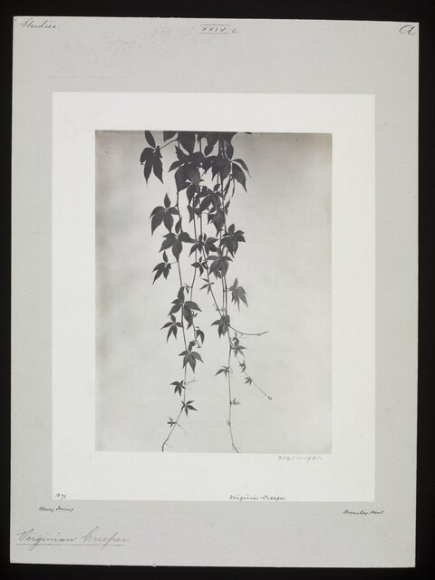 Vintage Virginian Creeper Botanical Photograph