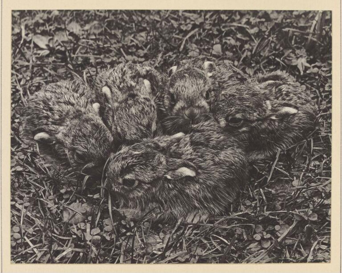 Baby Rabbits Huddled on Grass